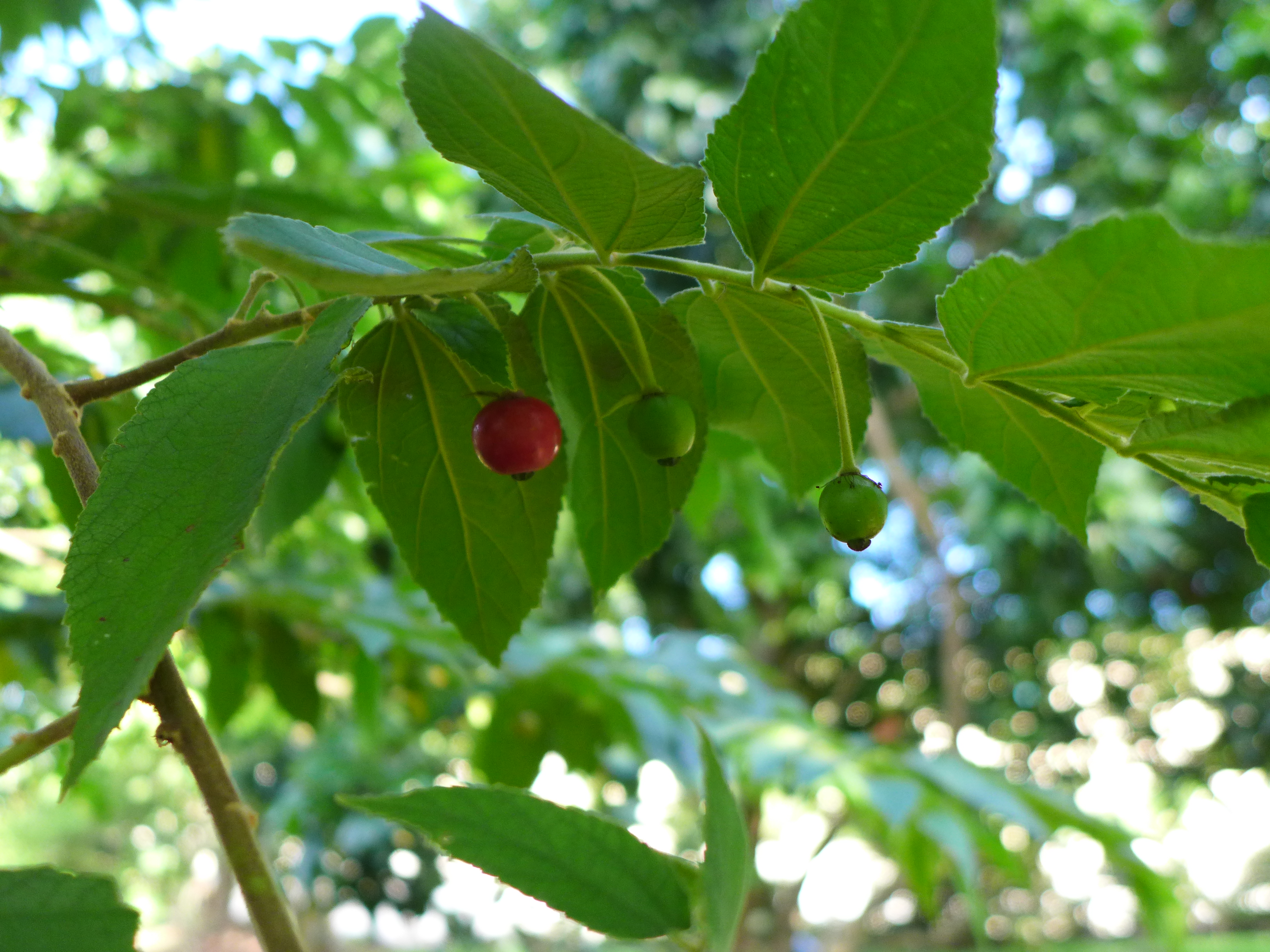 Red round small fruit under a canopy of leaves