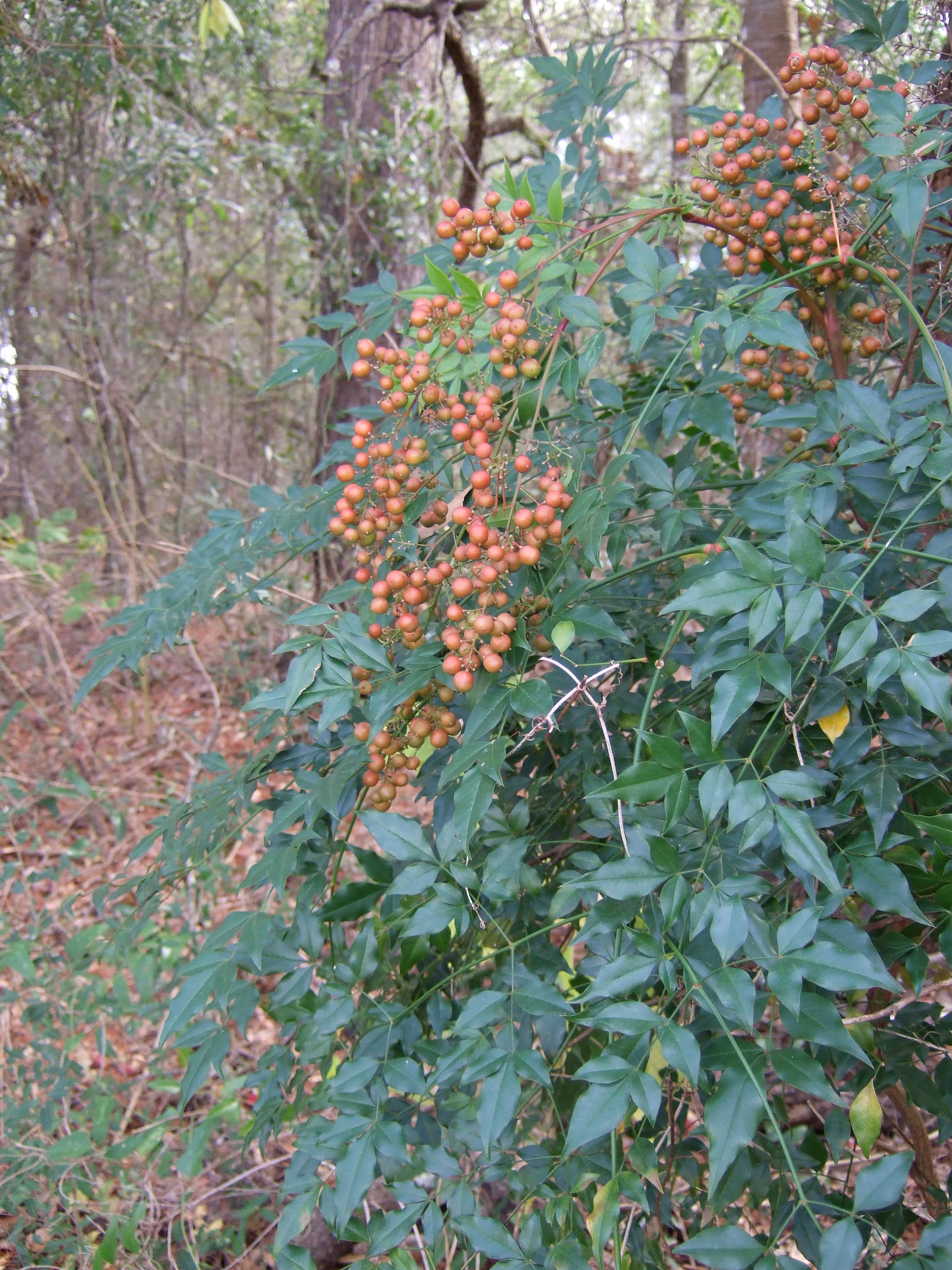 Habit and mature red fruits