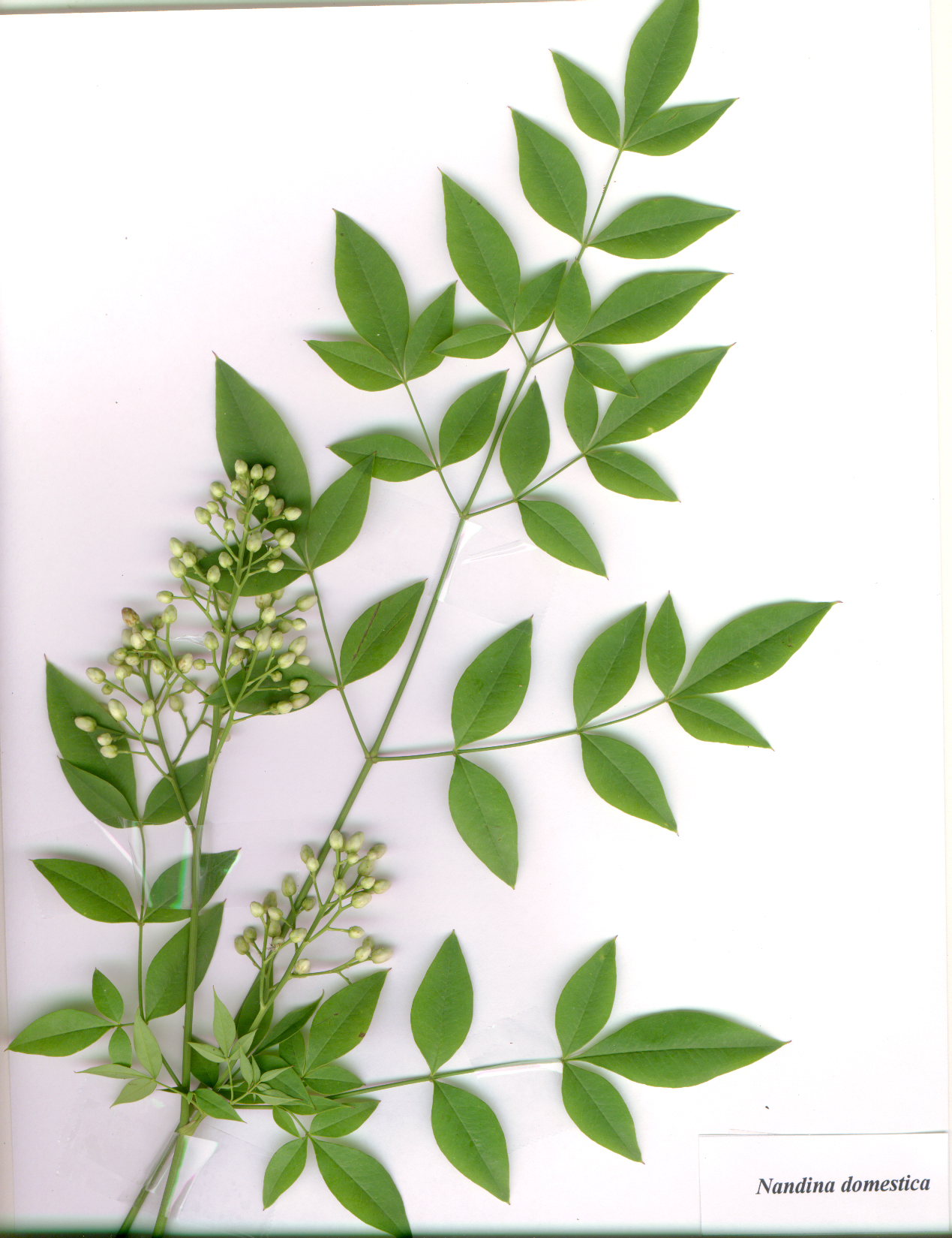 Scan of leaf with many leaflets and immature green fruits