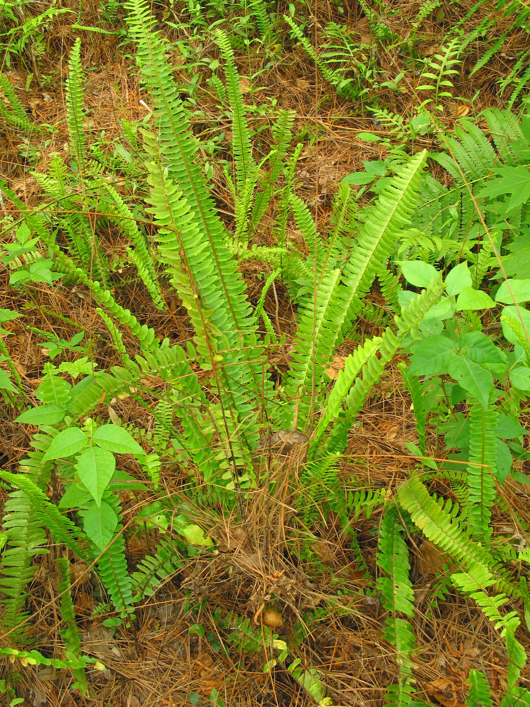 Tuberous sword fern in shaded forest understory.