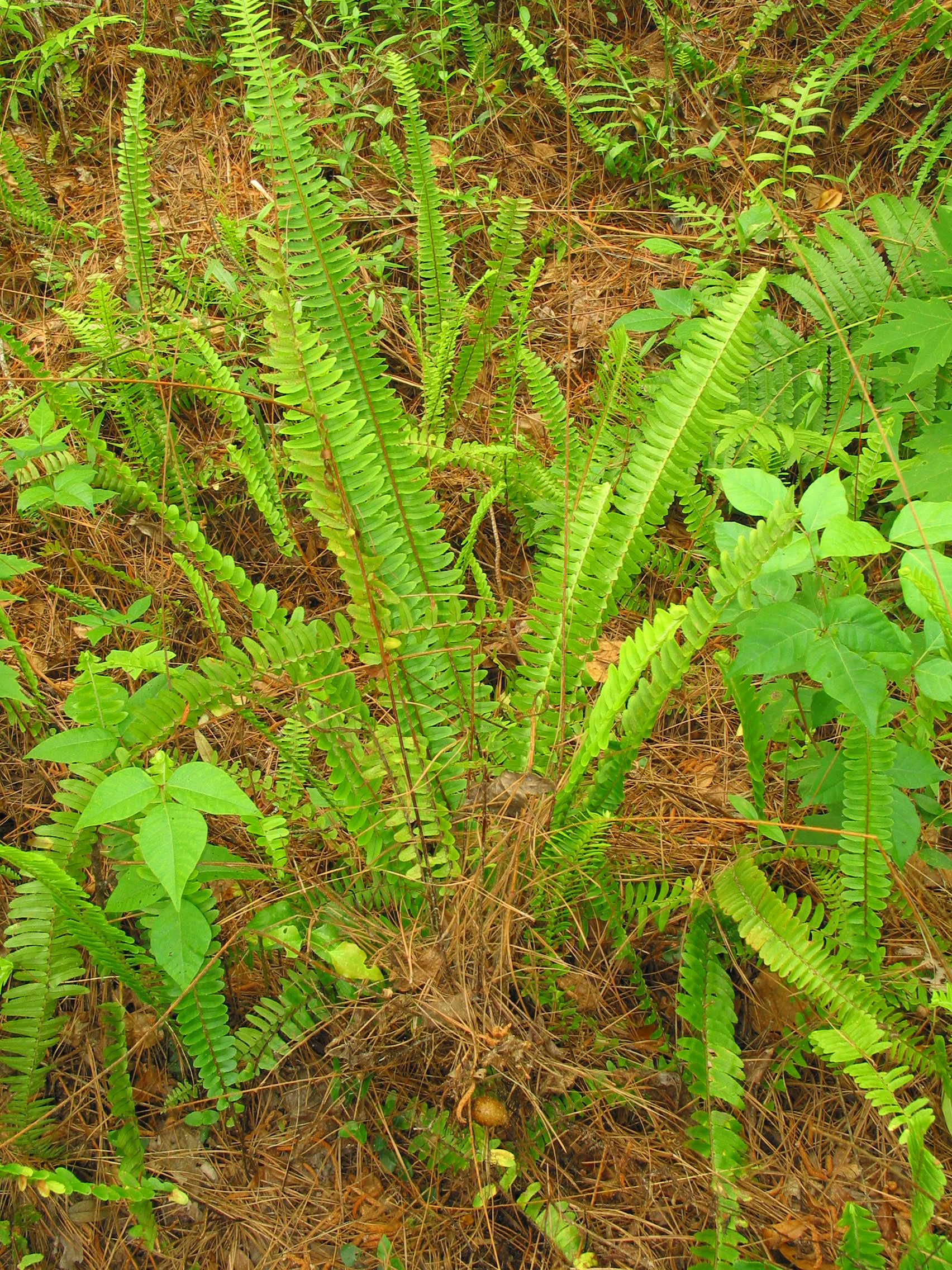 Nephrolepis cordifolia