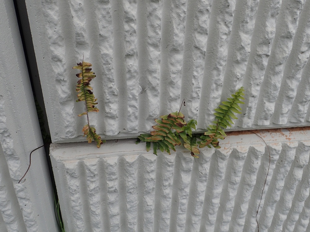 Tuberous sword fern growing epiphytically on the Hwy 98 overpass at the main entrance to Hurlburt Field, Mary Ester, FL.