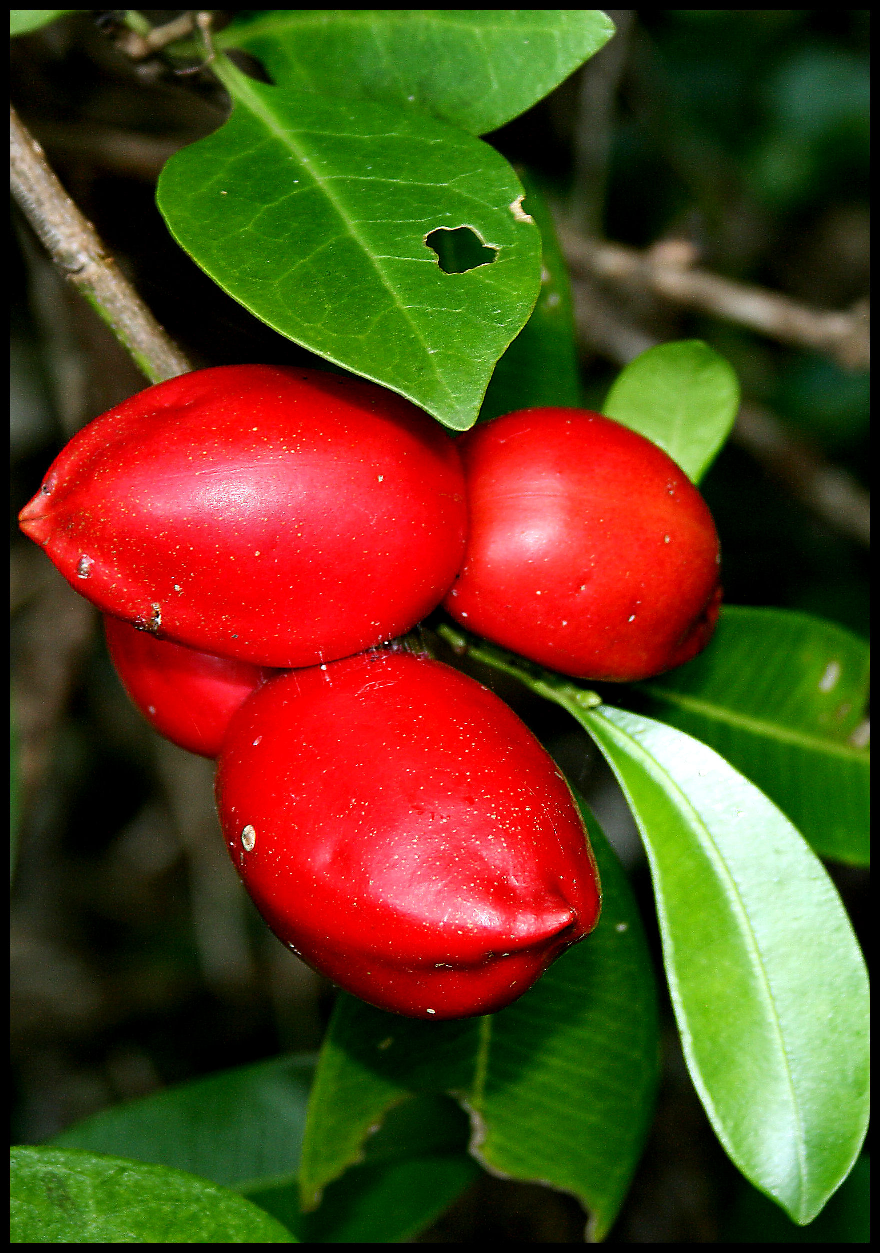 Close up of four red drupes and leaves