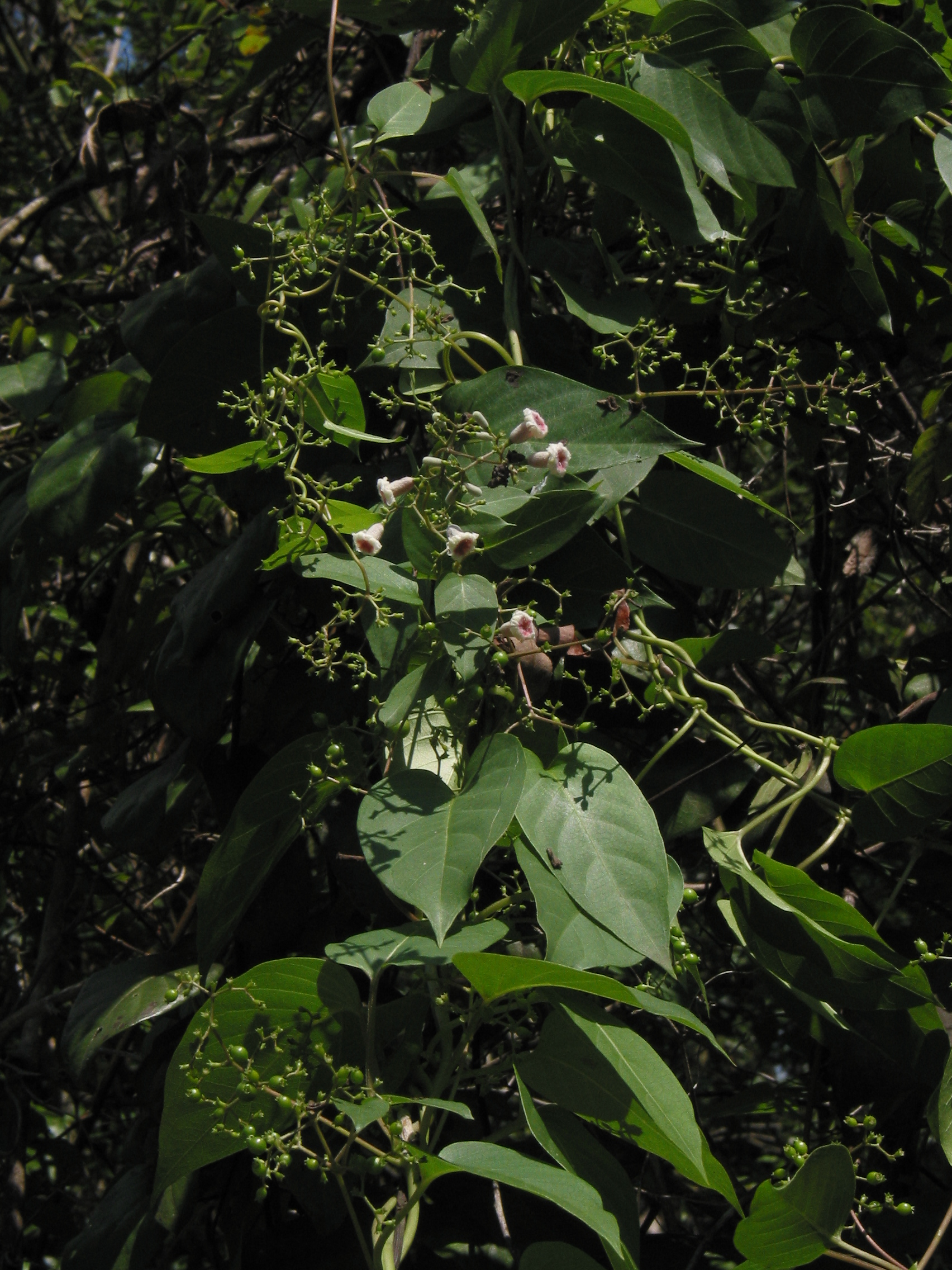 Paederia foetida