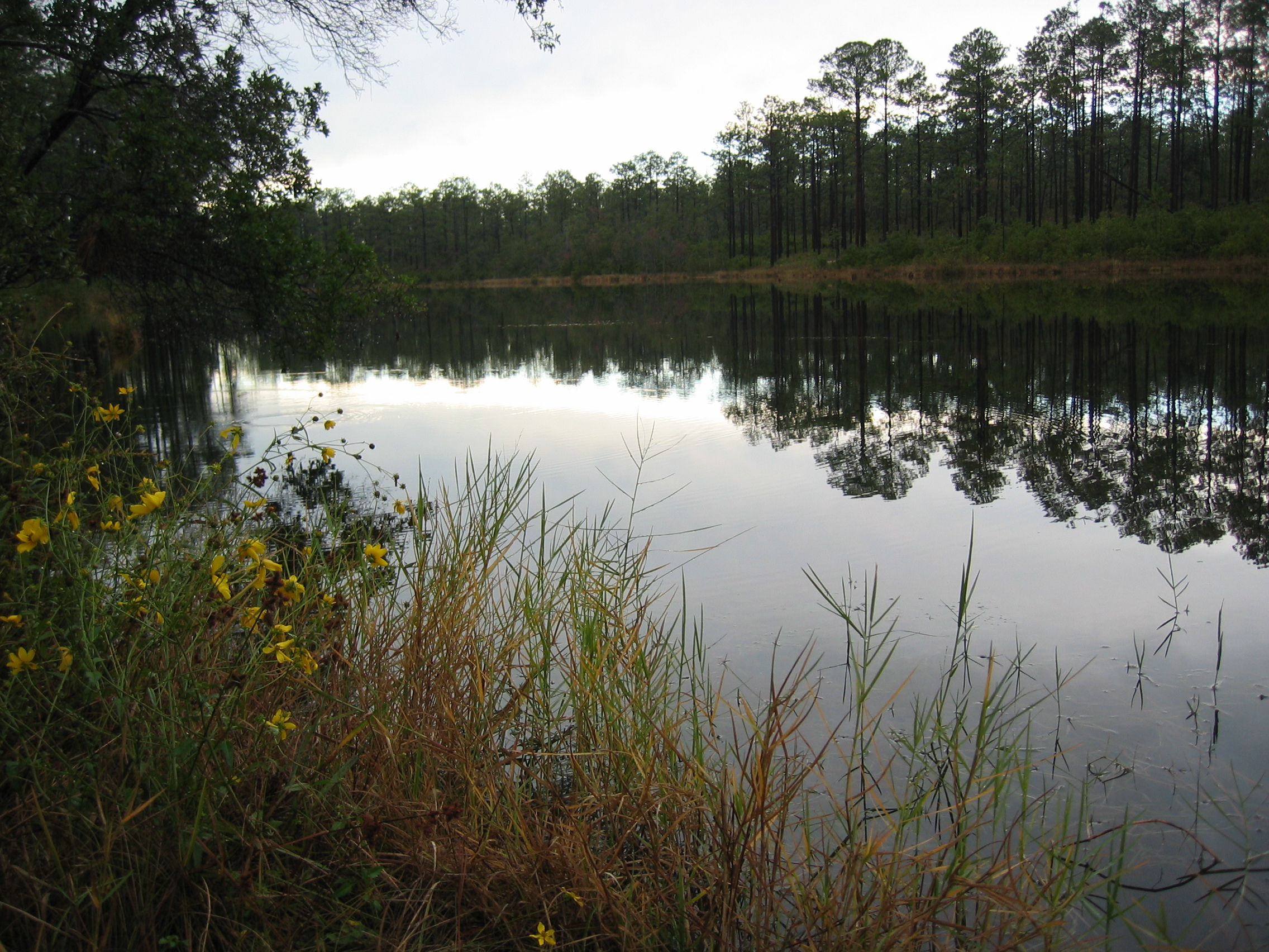 Torpedo grass aquatic growth form