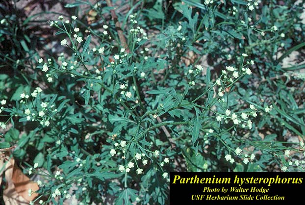 Parthenium hysterophorus