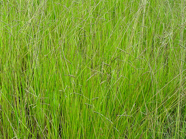 Field of mostly Paspalum nicorae showing growth habit.