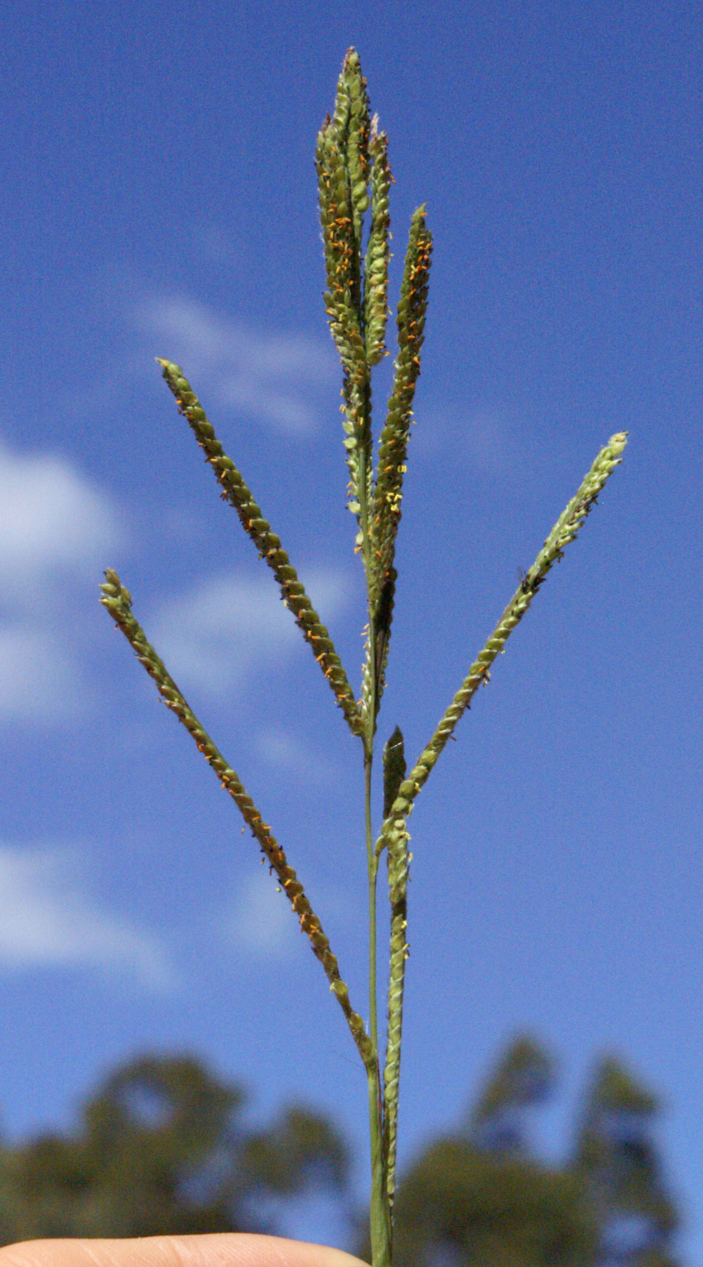 Close up of alternating spikelets and a clump of terminal spikelets.