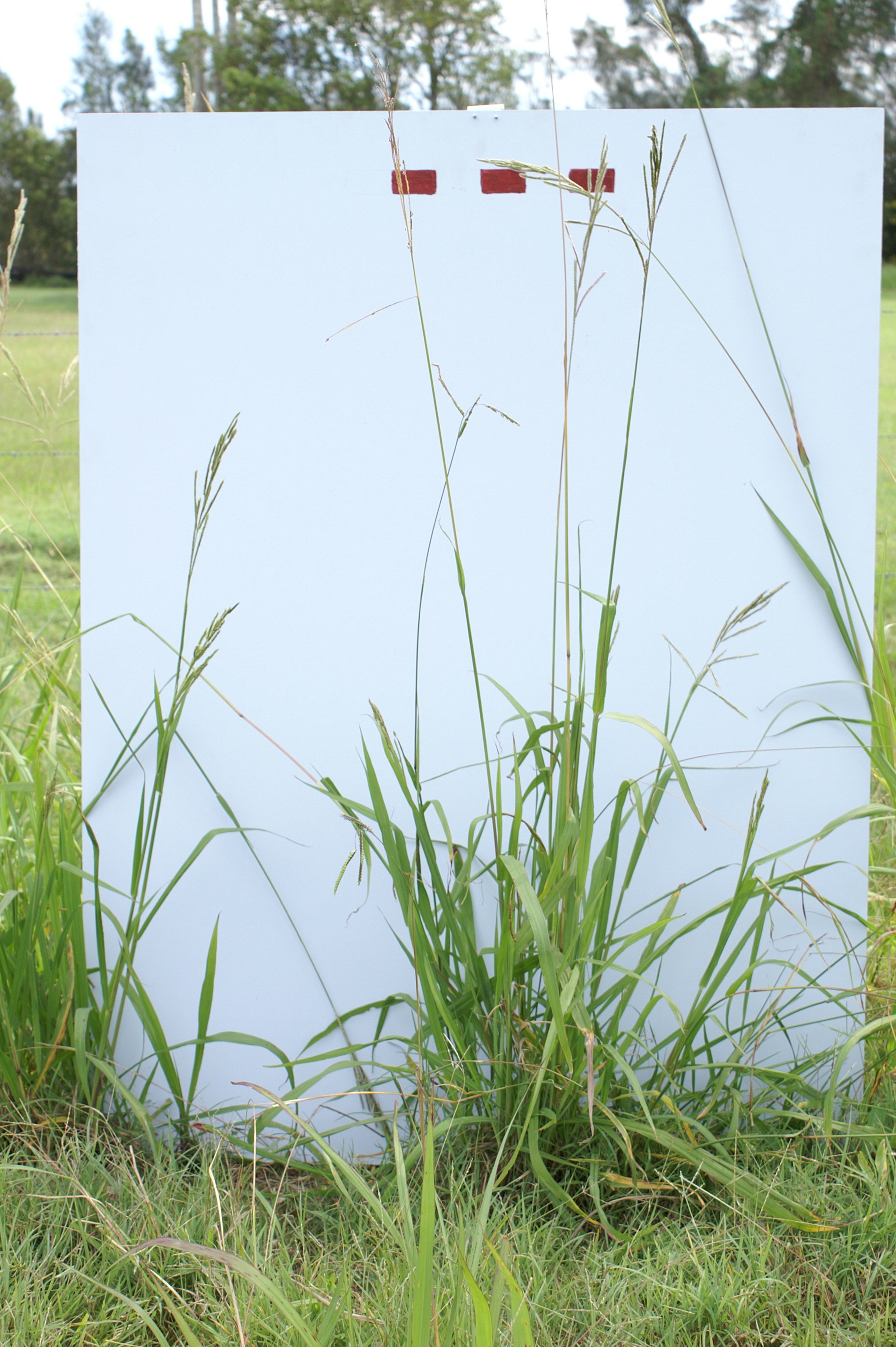 Whole grassclump against a white metal box in a field showing inflorescences