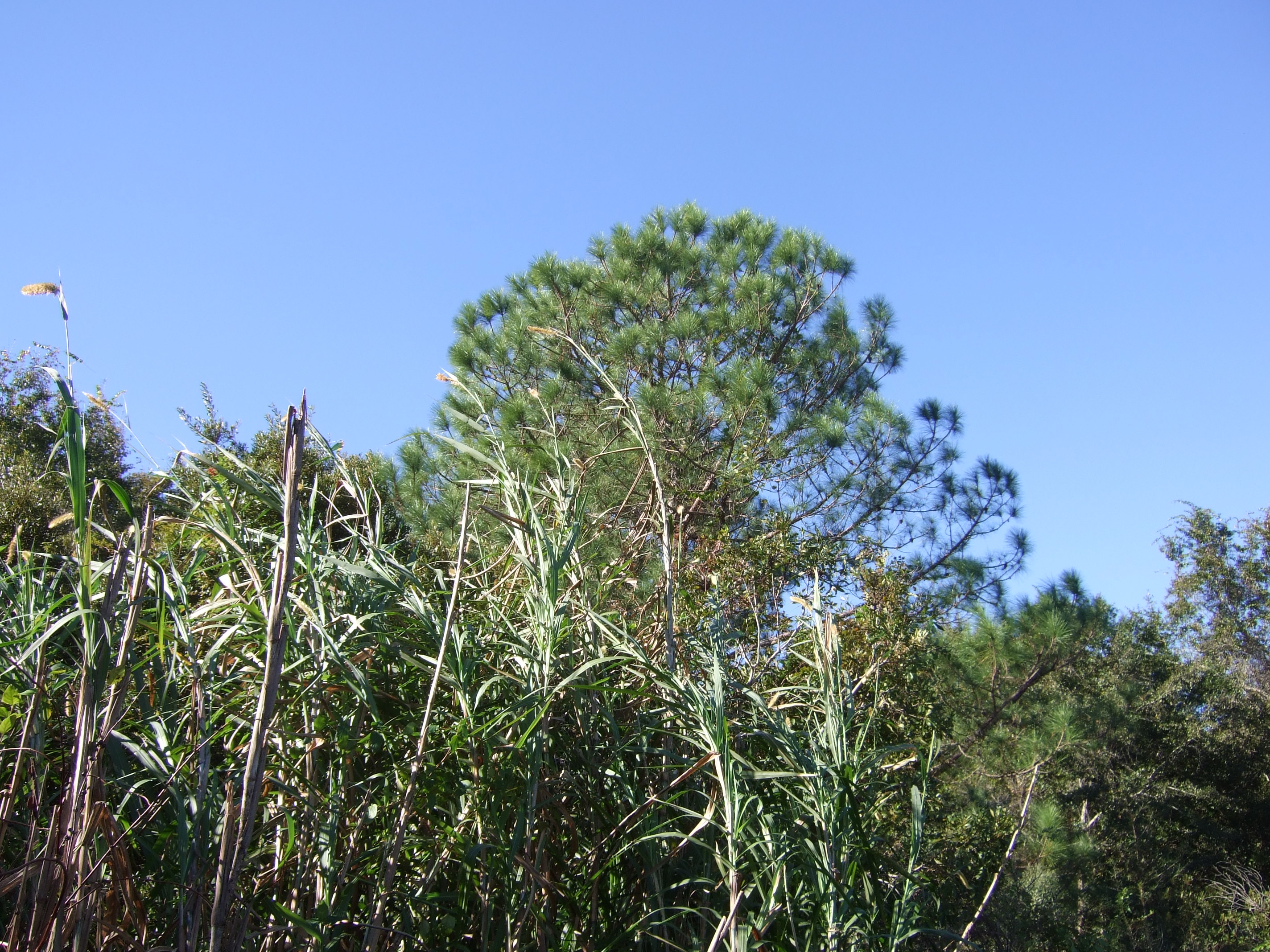 Pennisetum purpureum