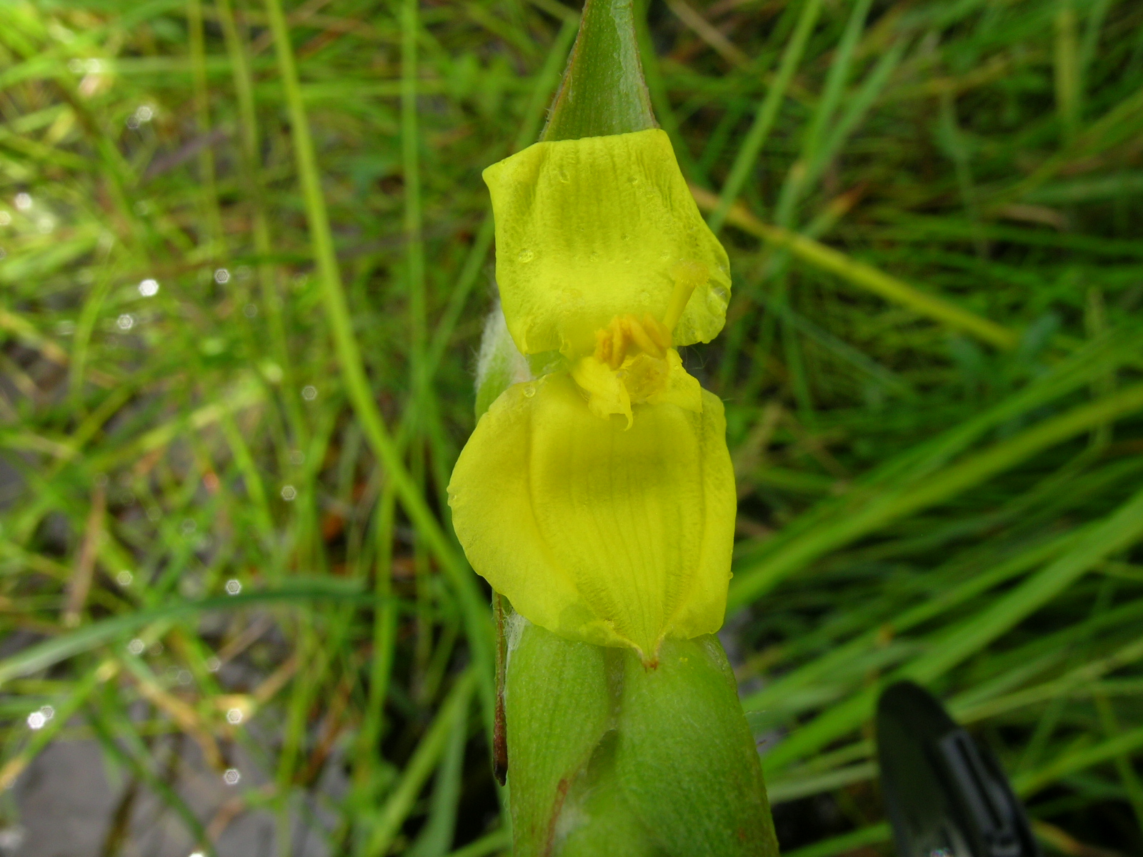 Close up of yellow-green flower