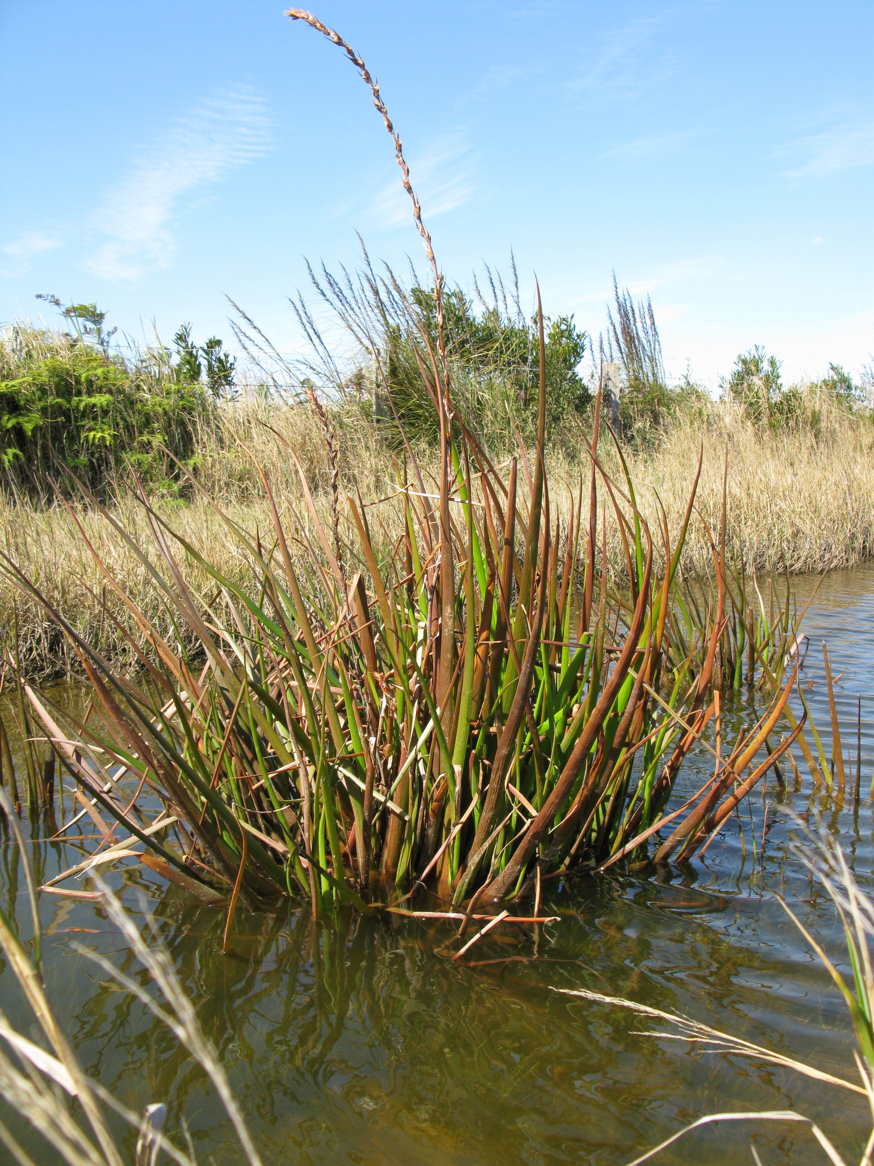 Whole plant in an aquatic environment with spikelet.
