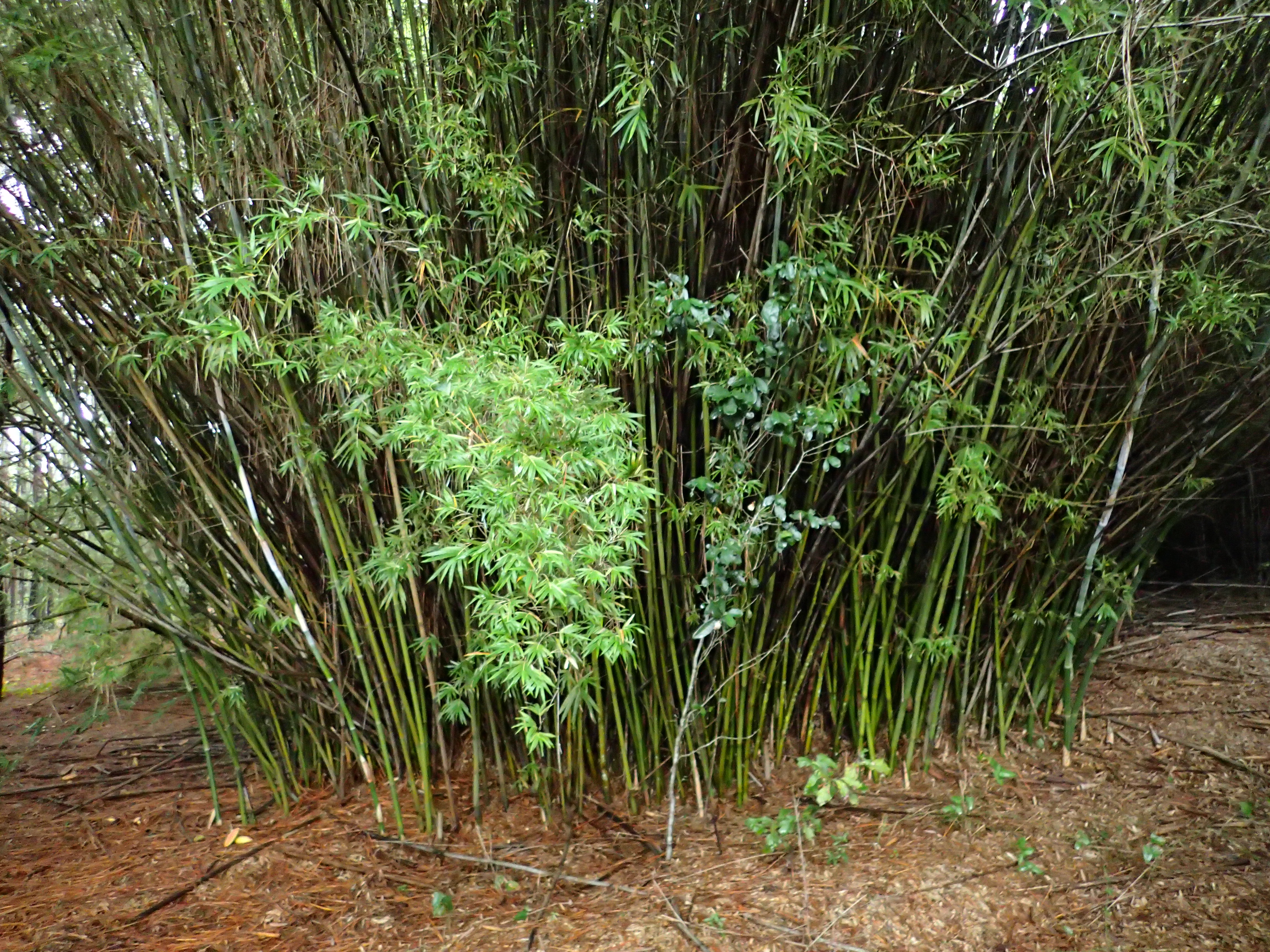 General habit of golden bamboo