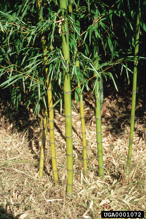 Close up of golden bamboo canes