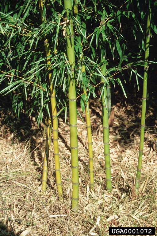 Phyllostachys aurea