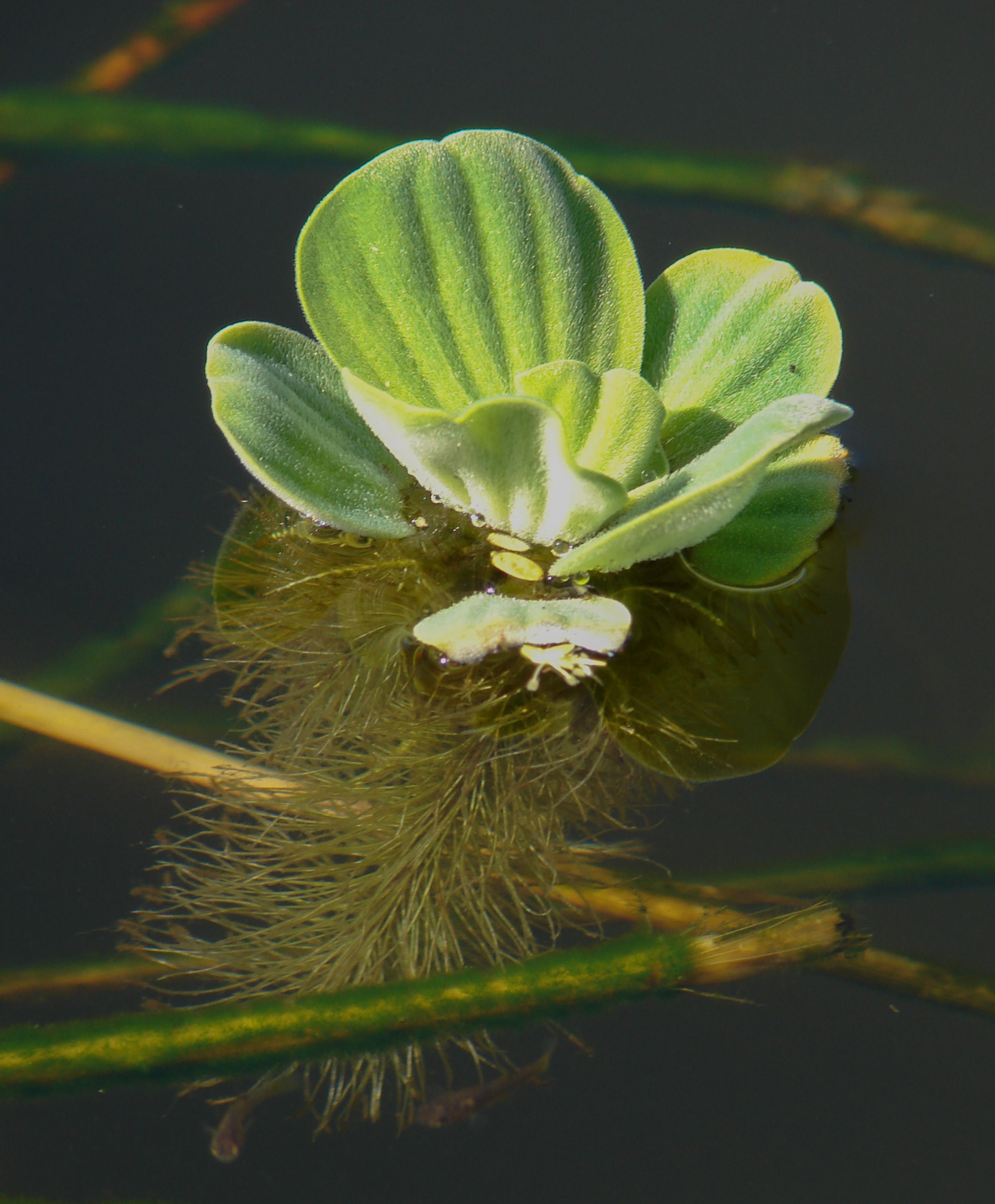 Pistia stratiotes