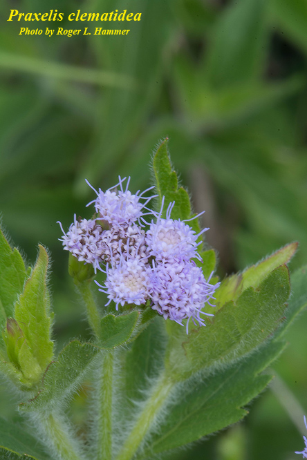 Praxelis clematidea