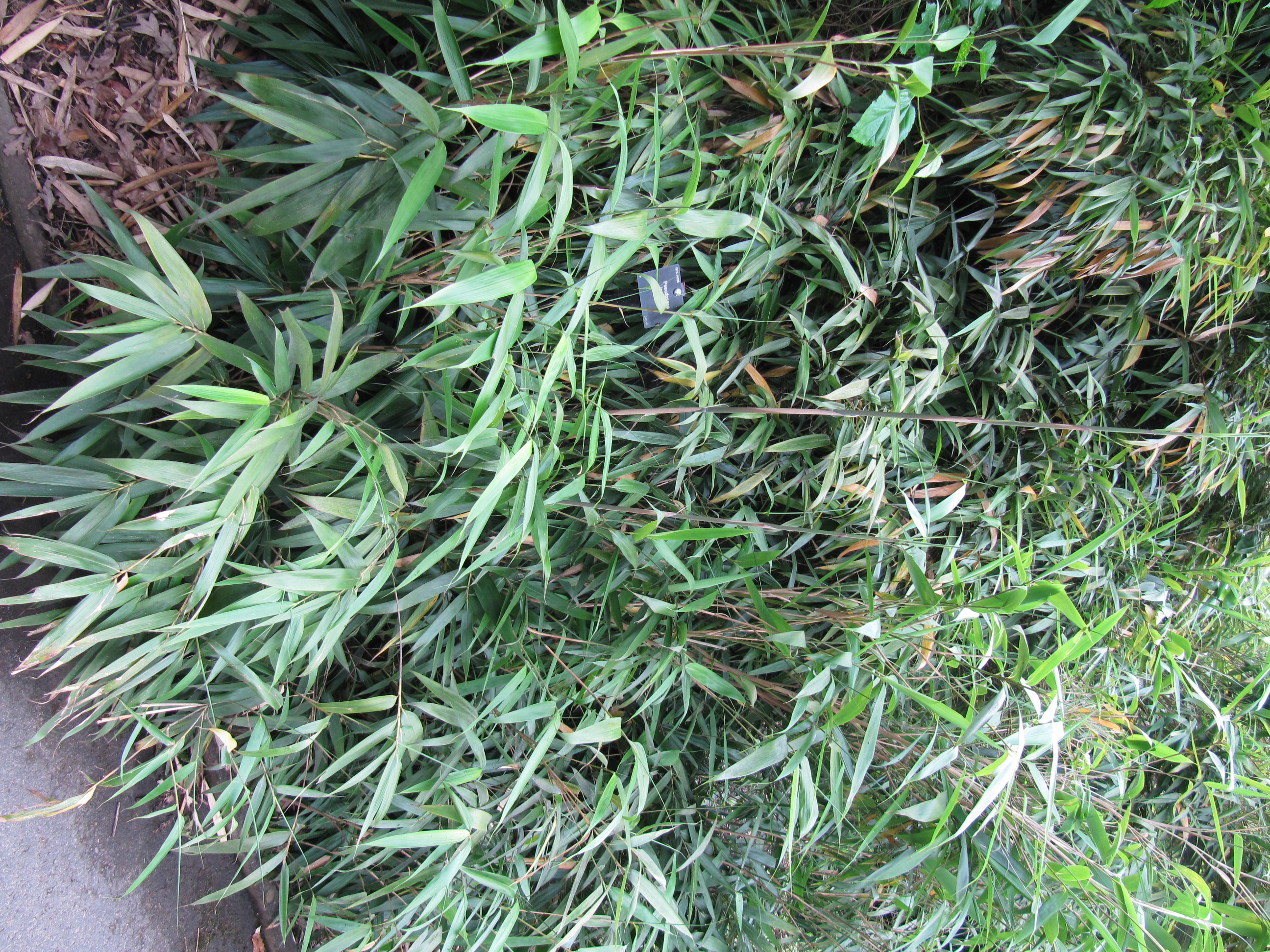 Dense strand of psuedosasa japonica in a garden