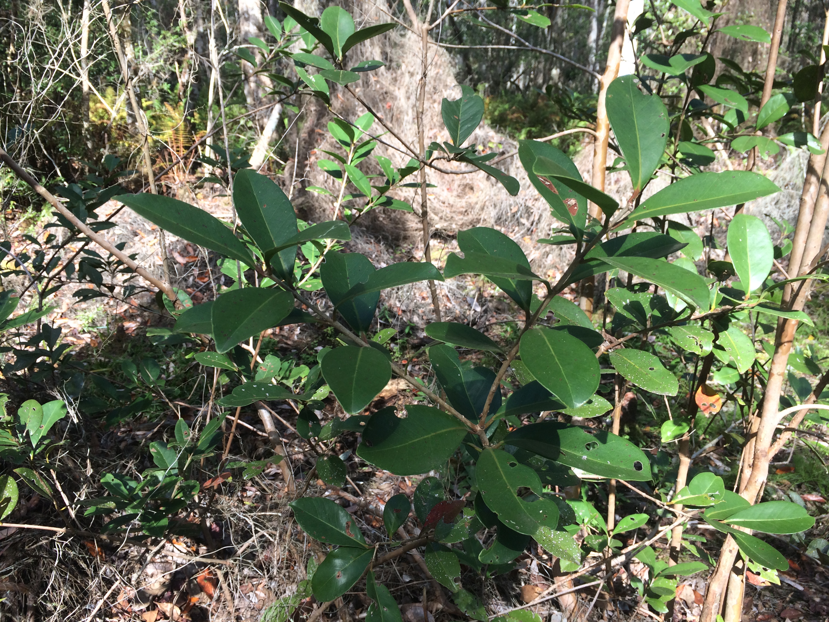 Psidium cattleianum