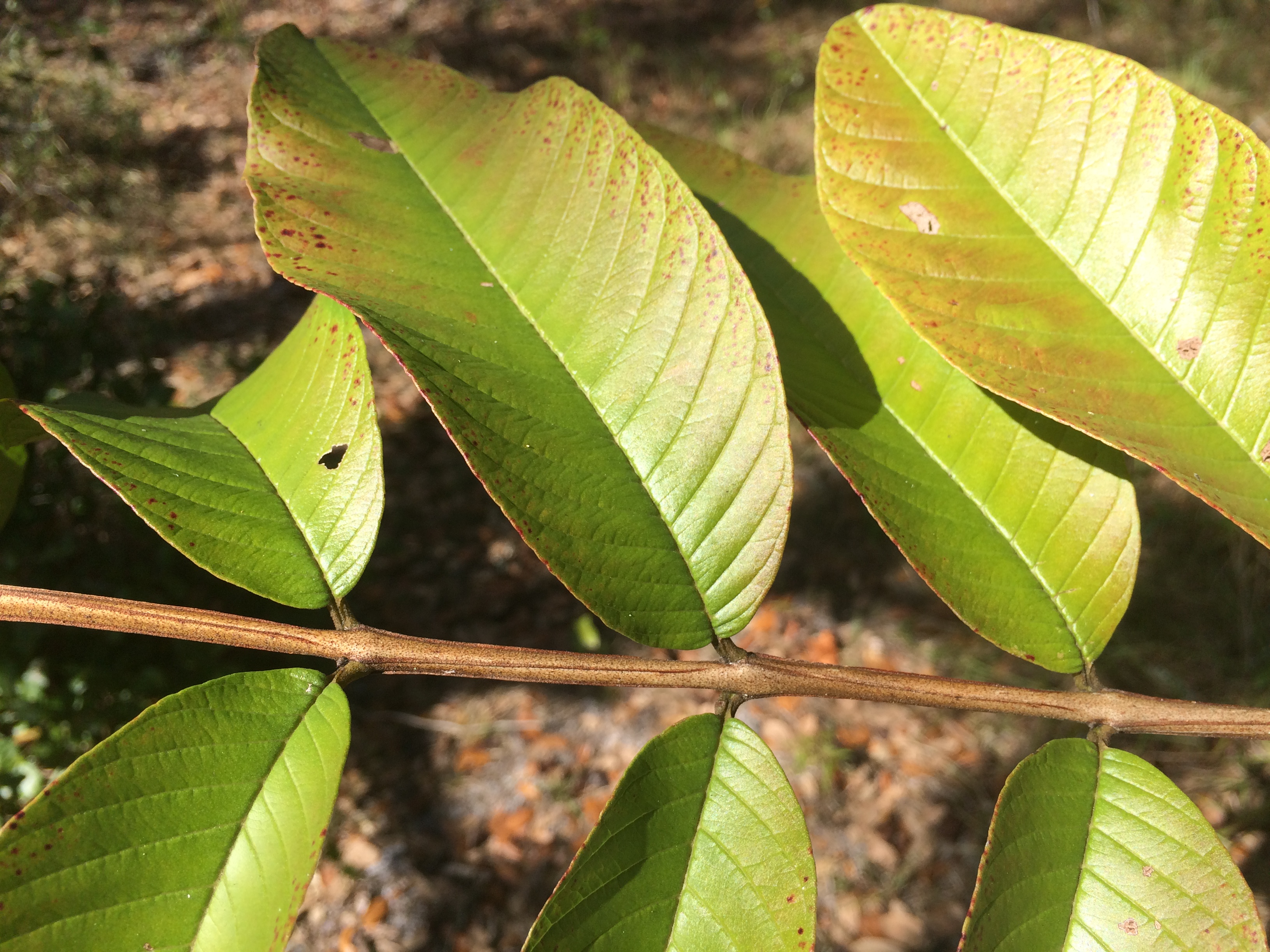 Psidium guajava