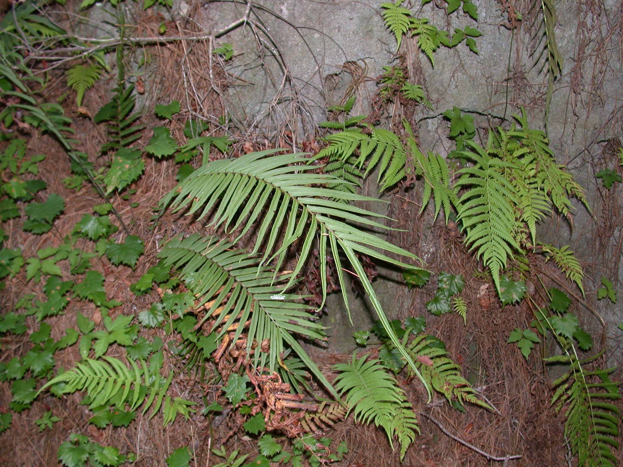 Chinese brake fern growing epiphytically on rock.