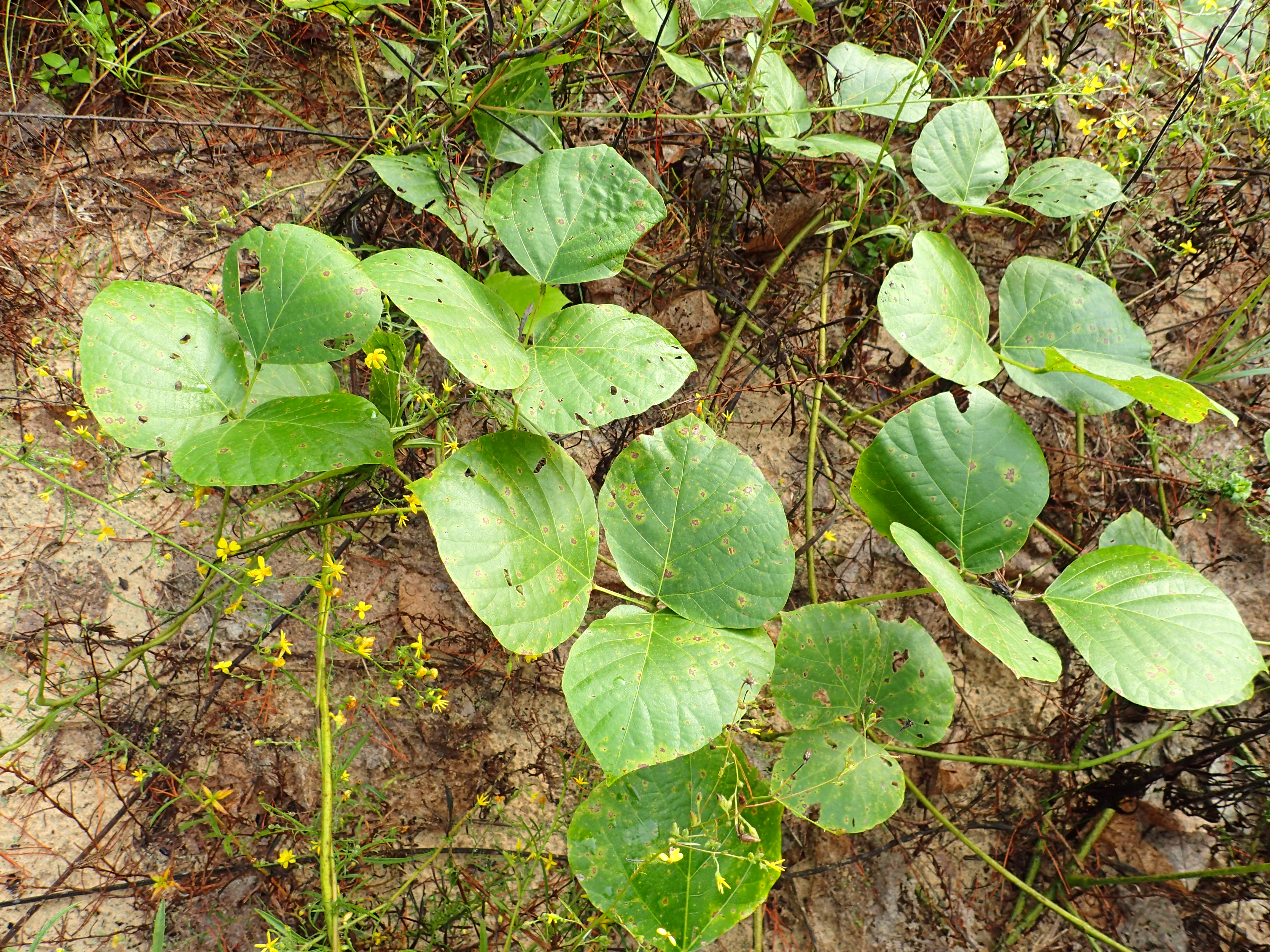 Habit of kudzu