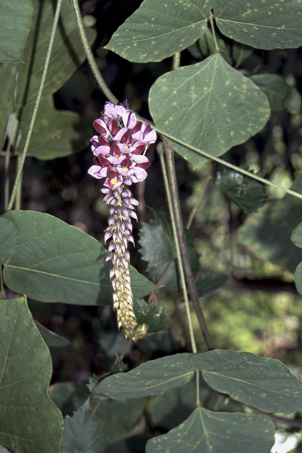 Kudzu flowers