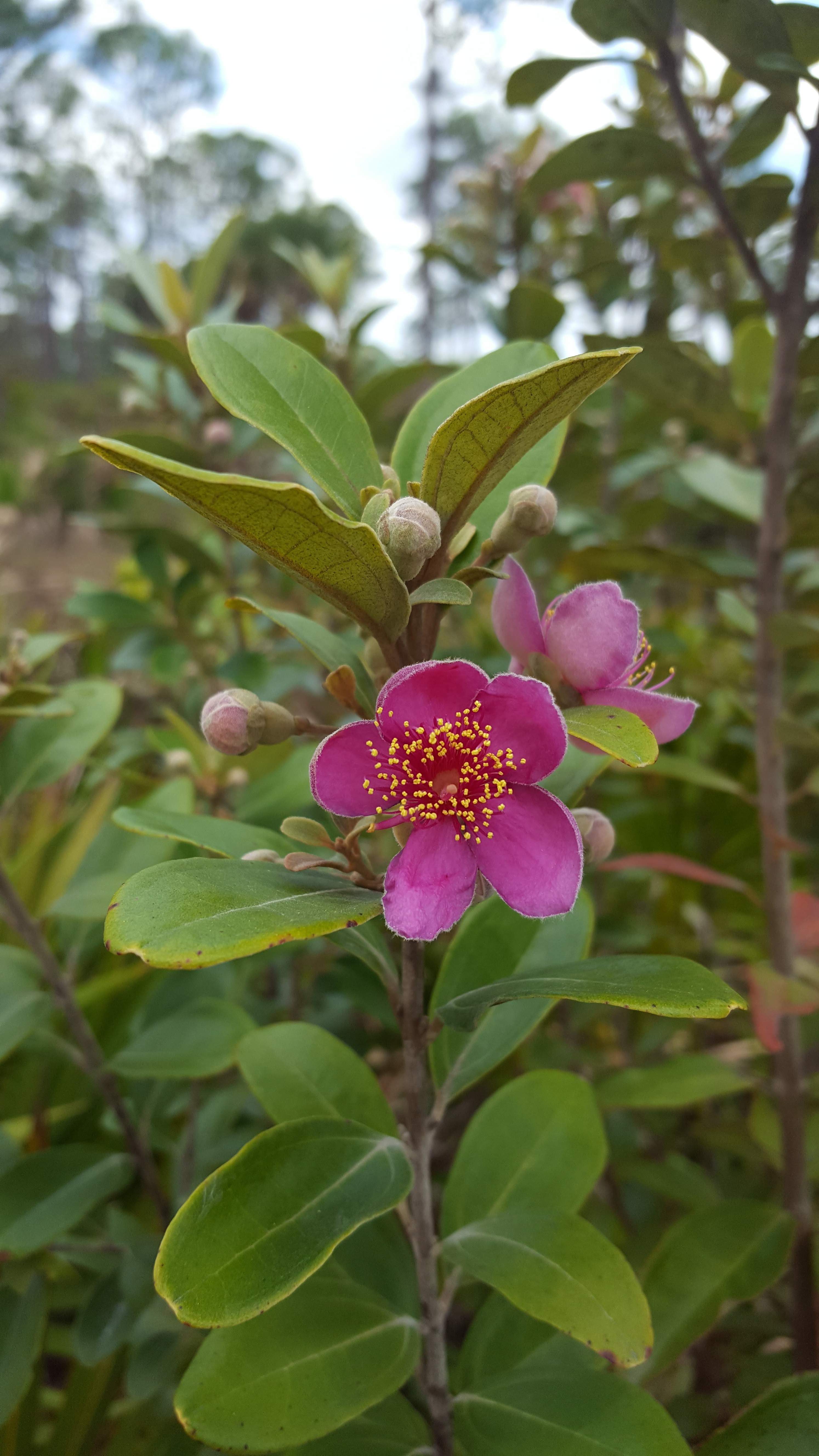 Rhodomyrtus tomentosa