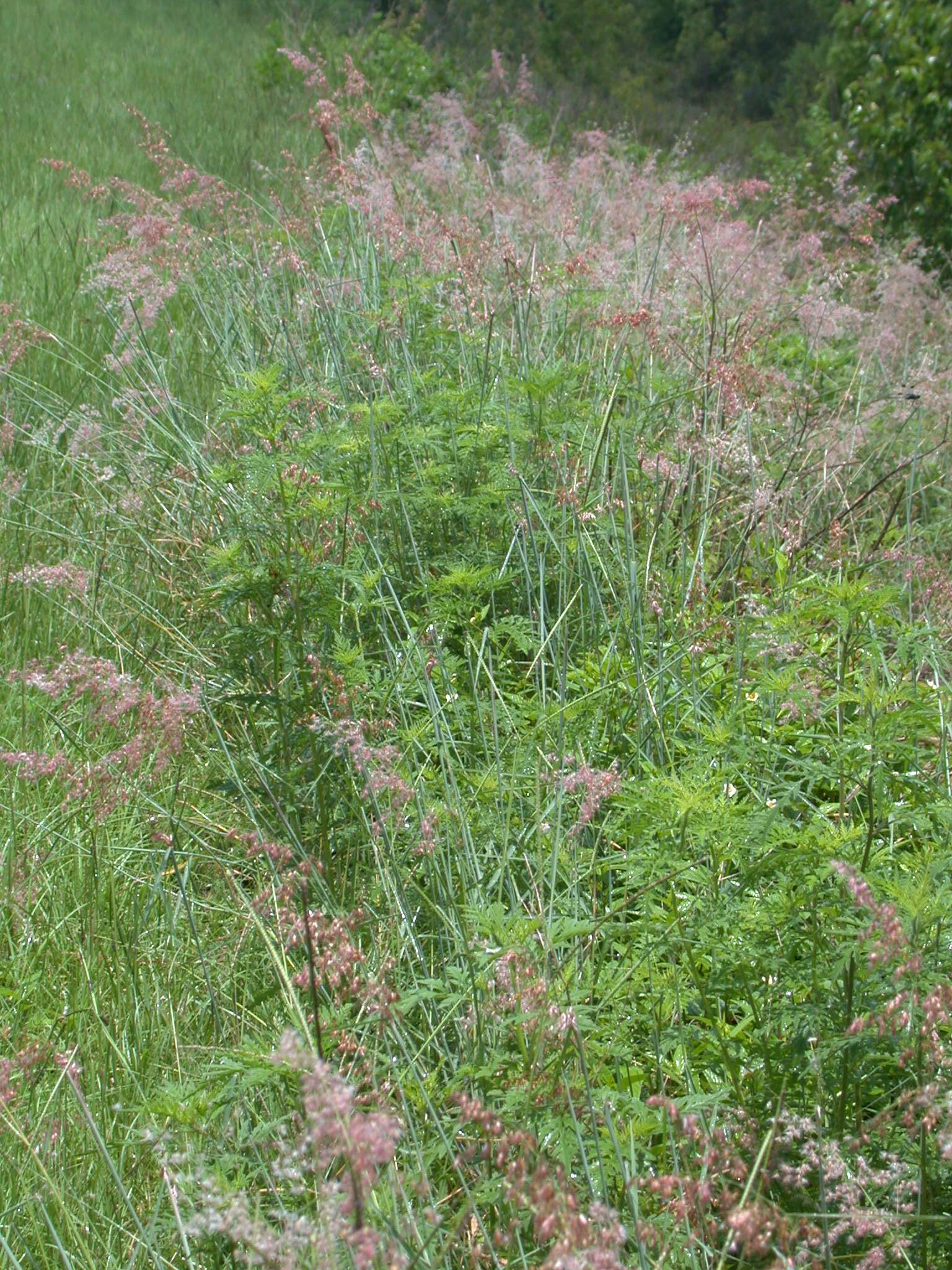 Natal grass habit in flower and fruit