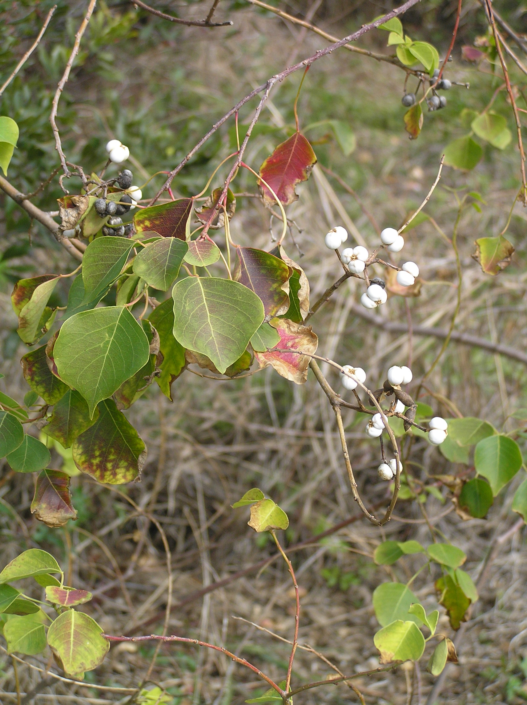 Some leaves turning red before dehiscence, and mature fruits present.