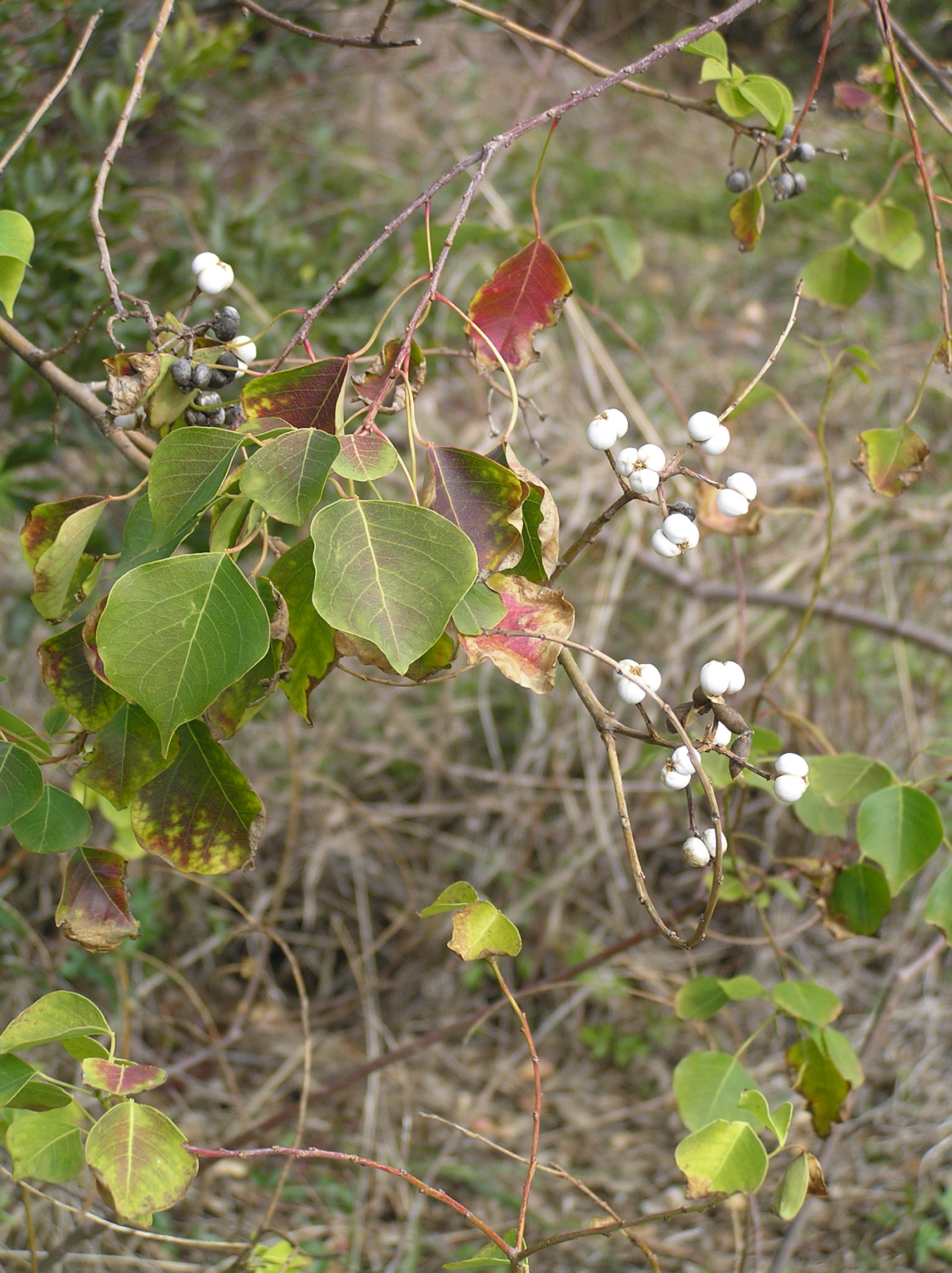 Triadica sebifera