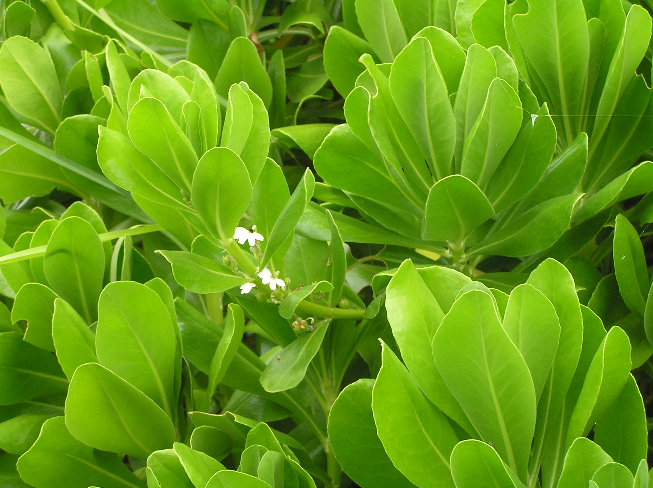 Bright green oval leaves and small white flowers