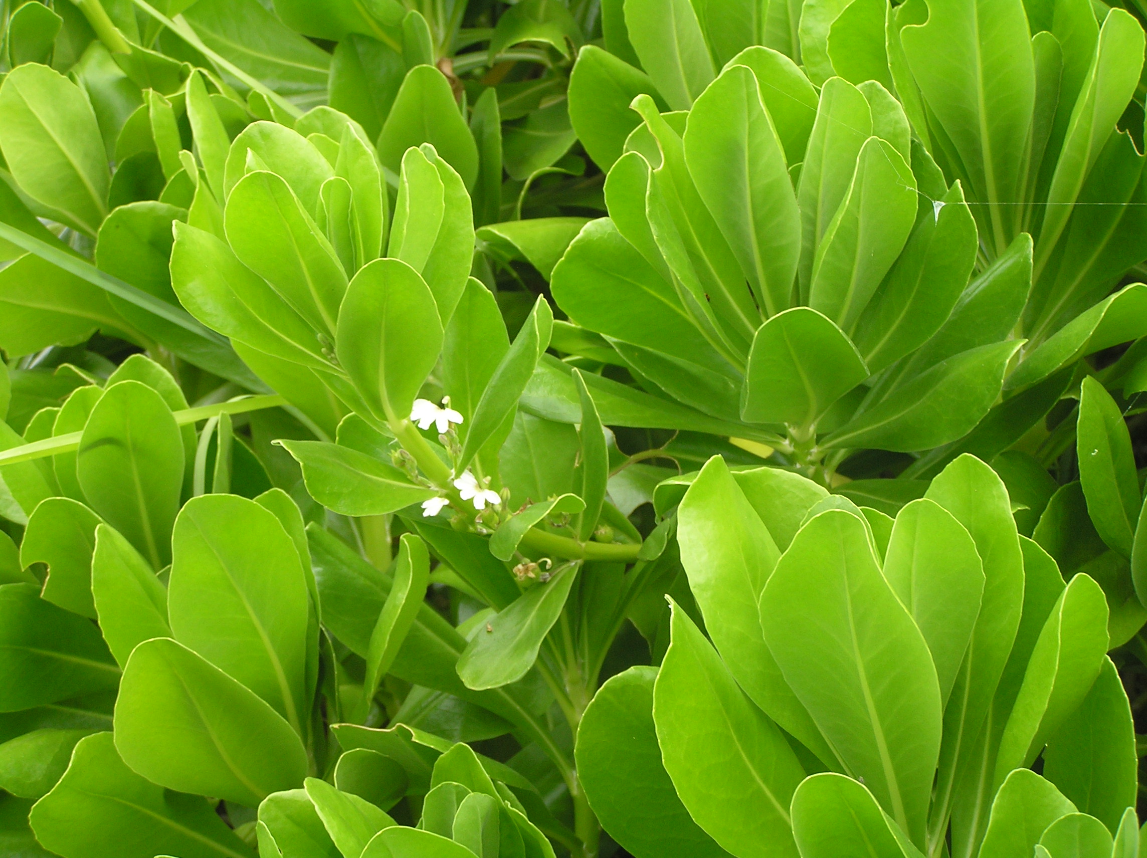 Scaevola taccada