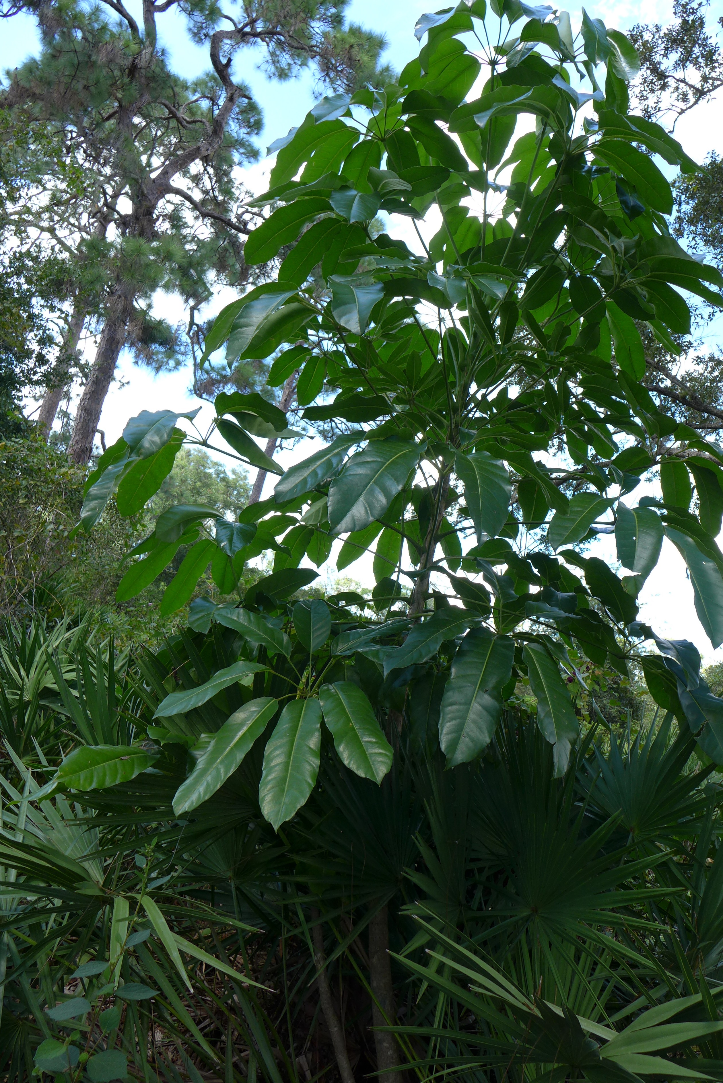 Schefflera actinophylla