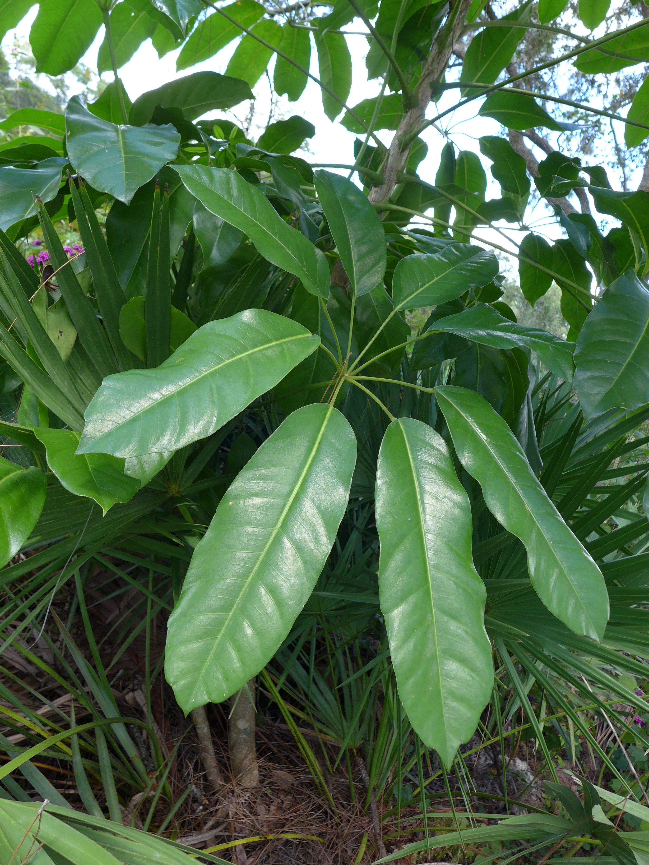 Schefflera actinophylla