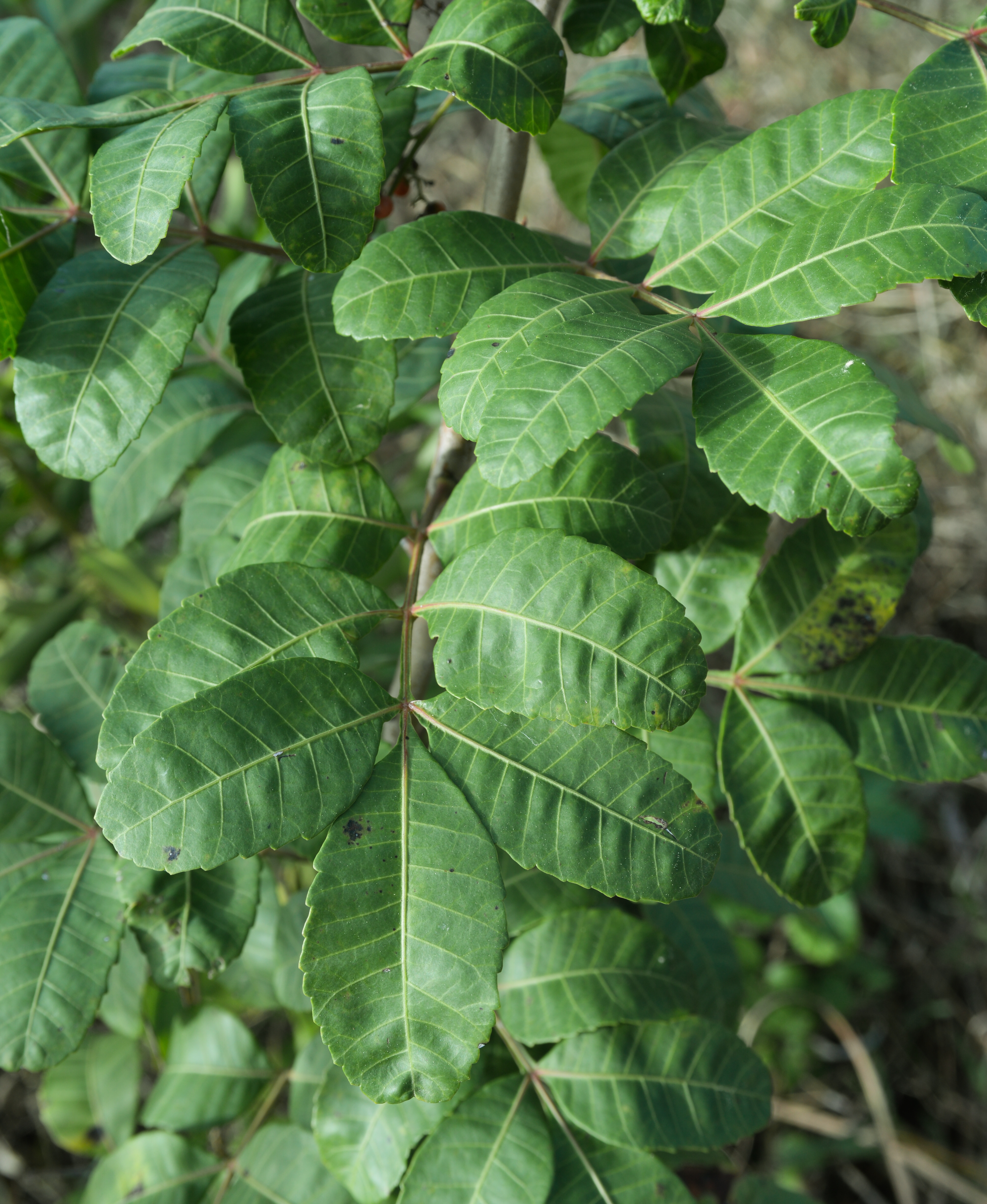 Schinus terebinthifolia