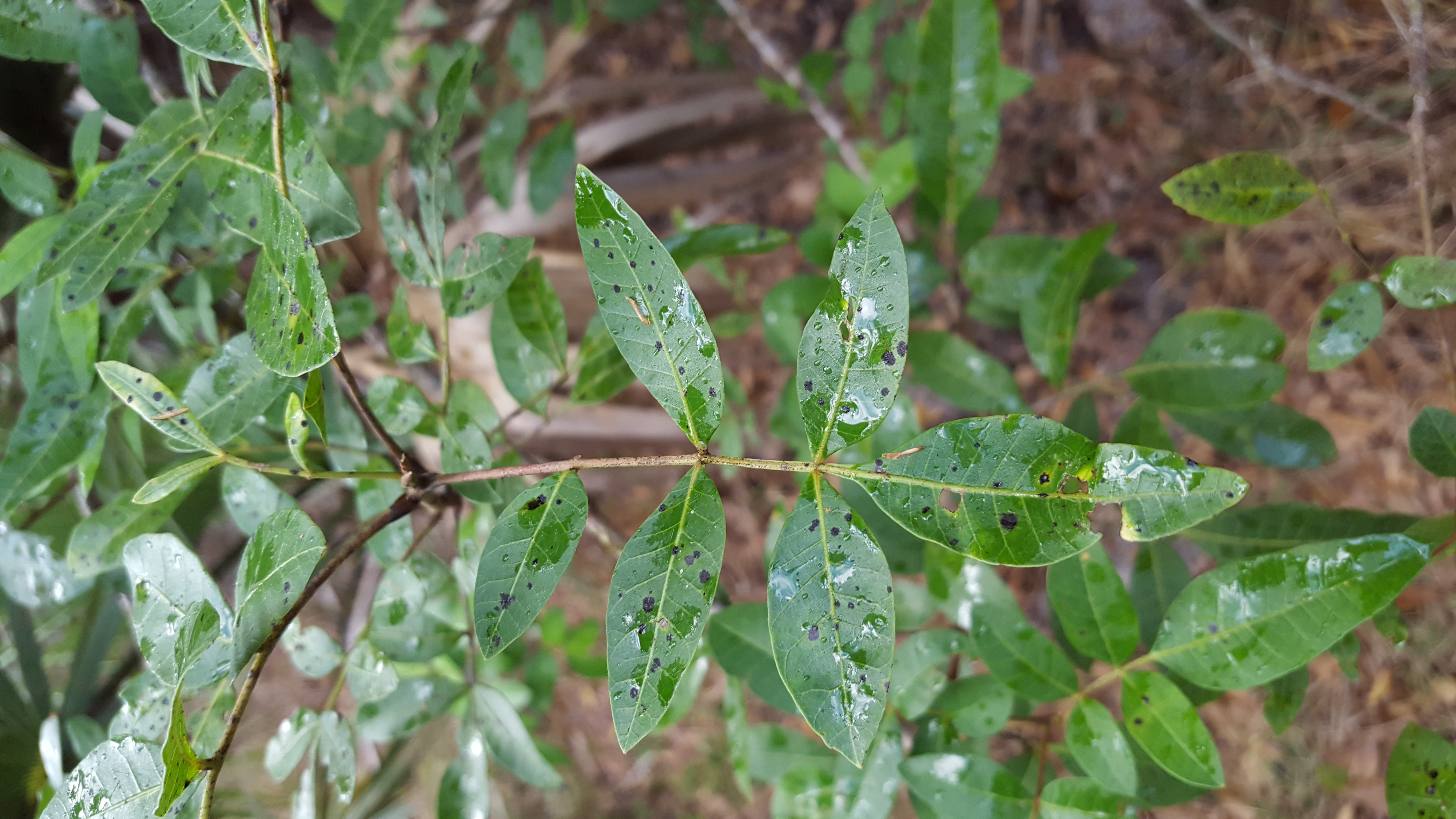 Schinus terebinthifolia