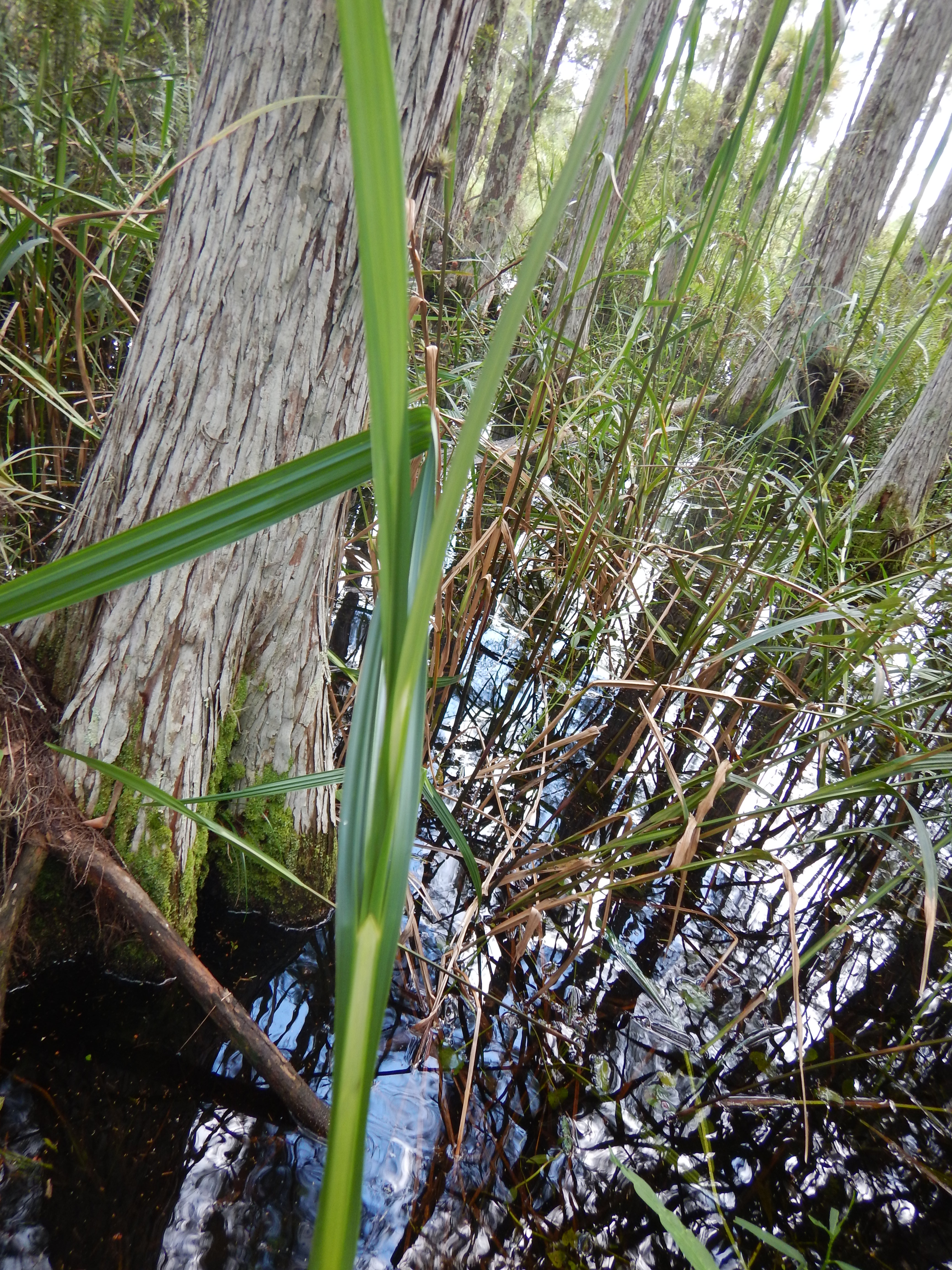 Scleria eggersiana