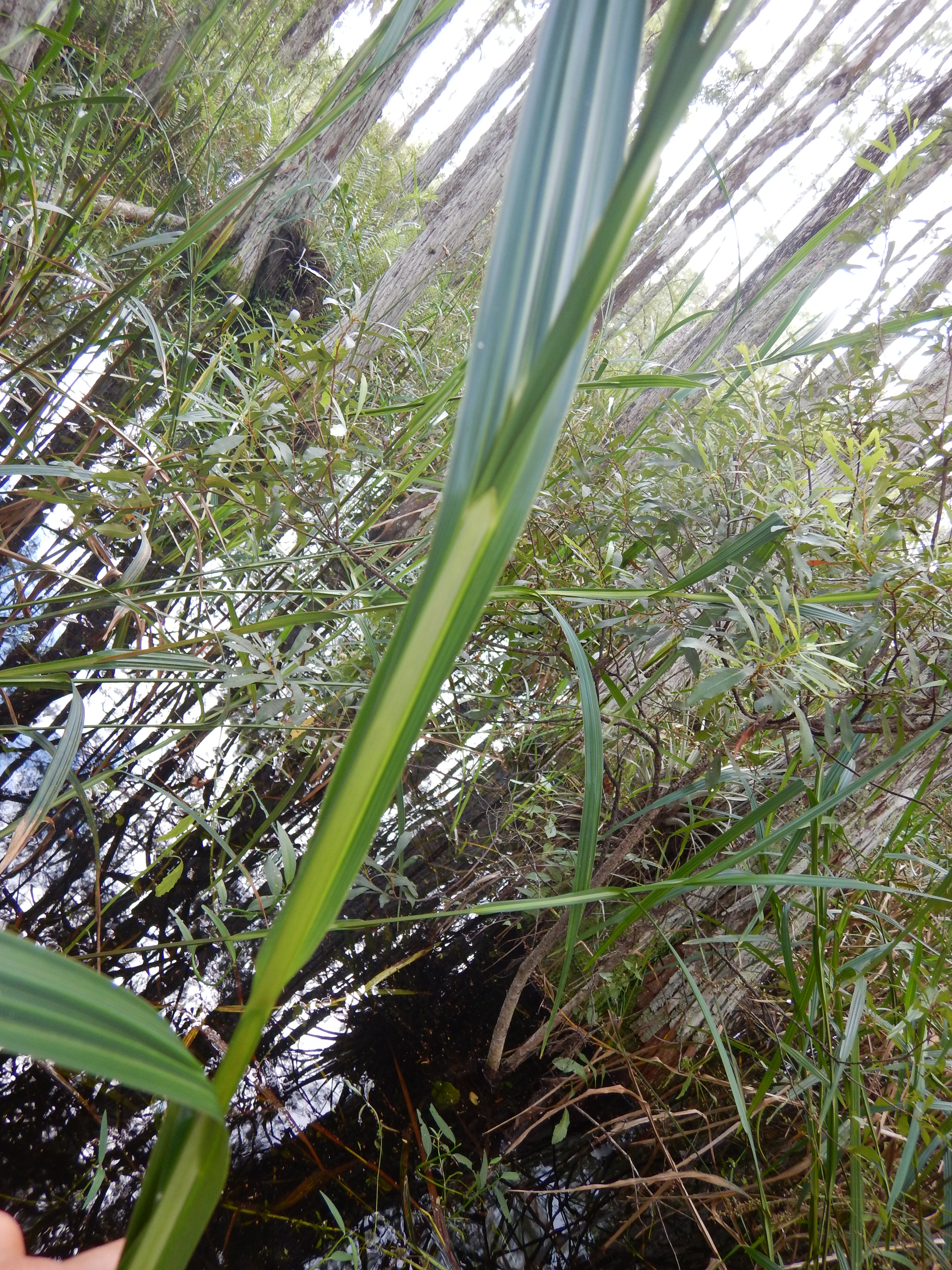 Scleria eggersiana