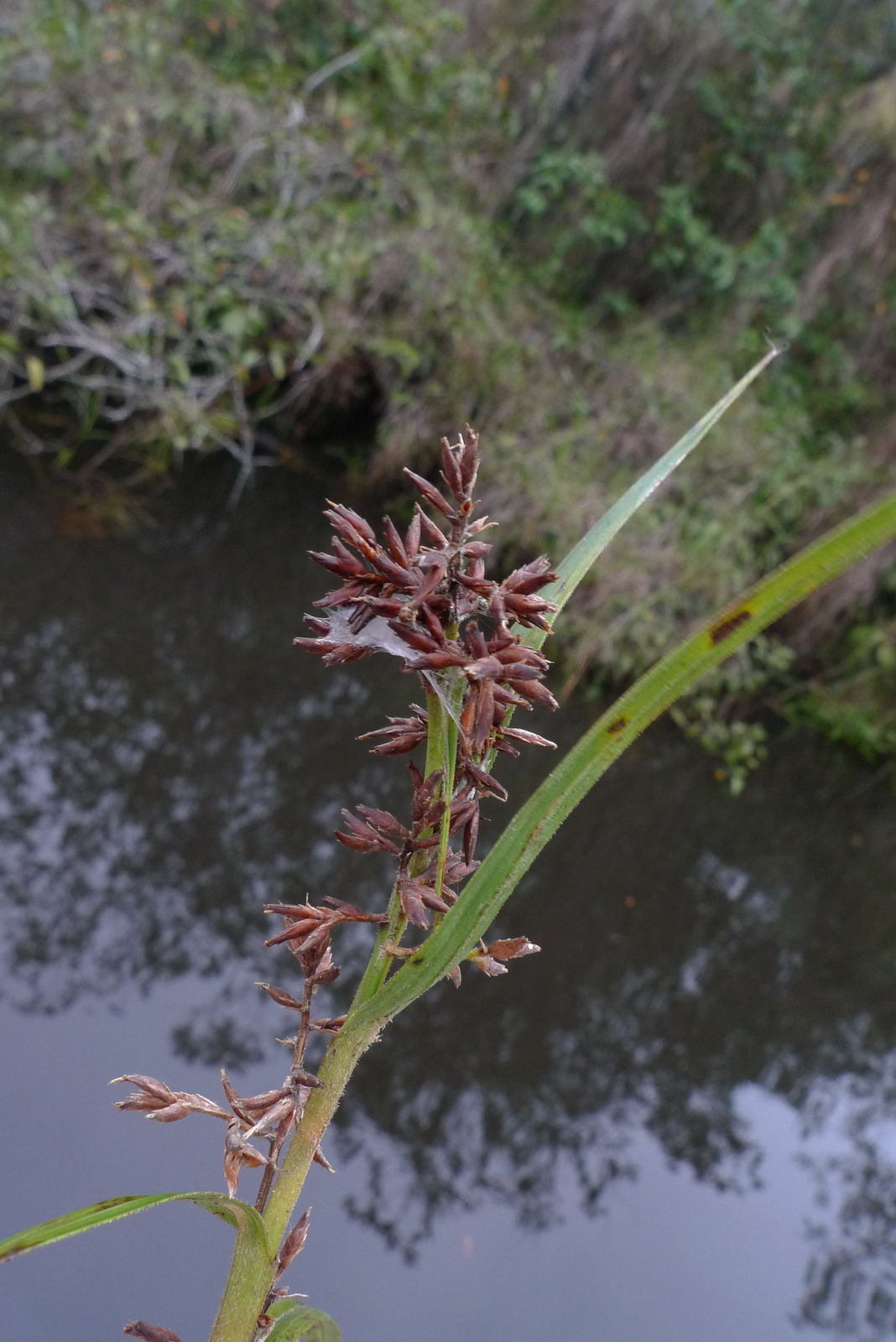 Flowering inflorescence