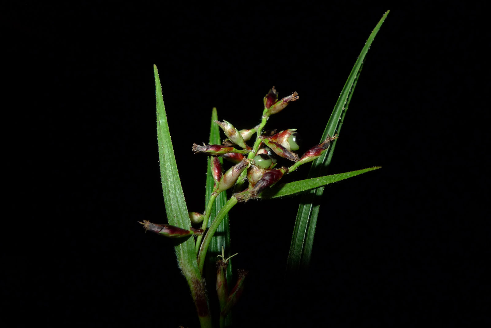 Immature seed developing