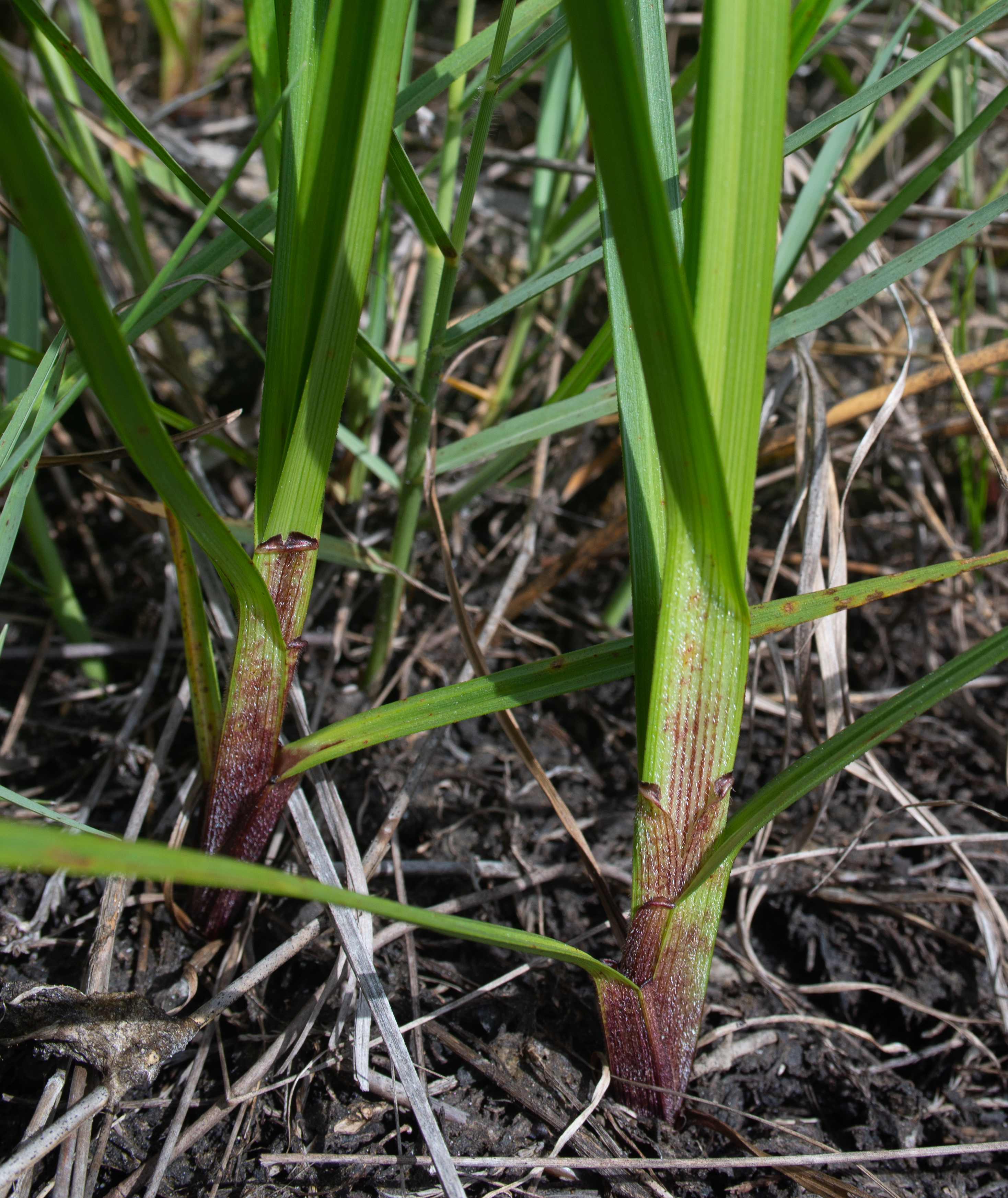 Close up of grass base showing maroon blotches and striations