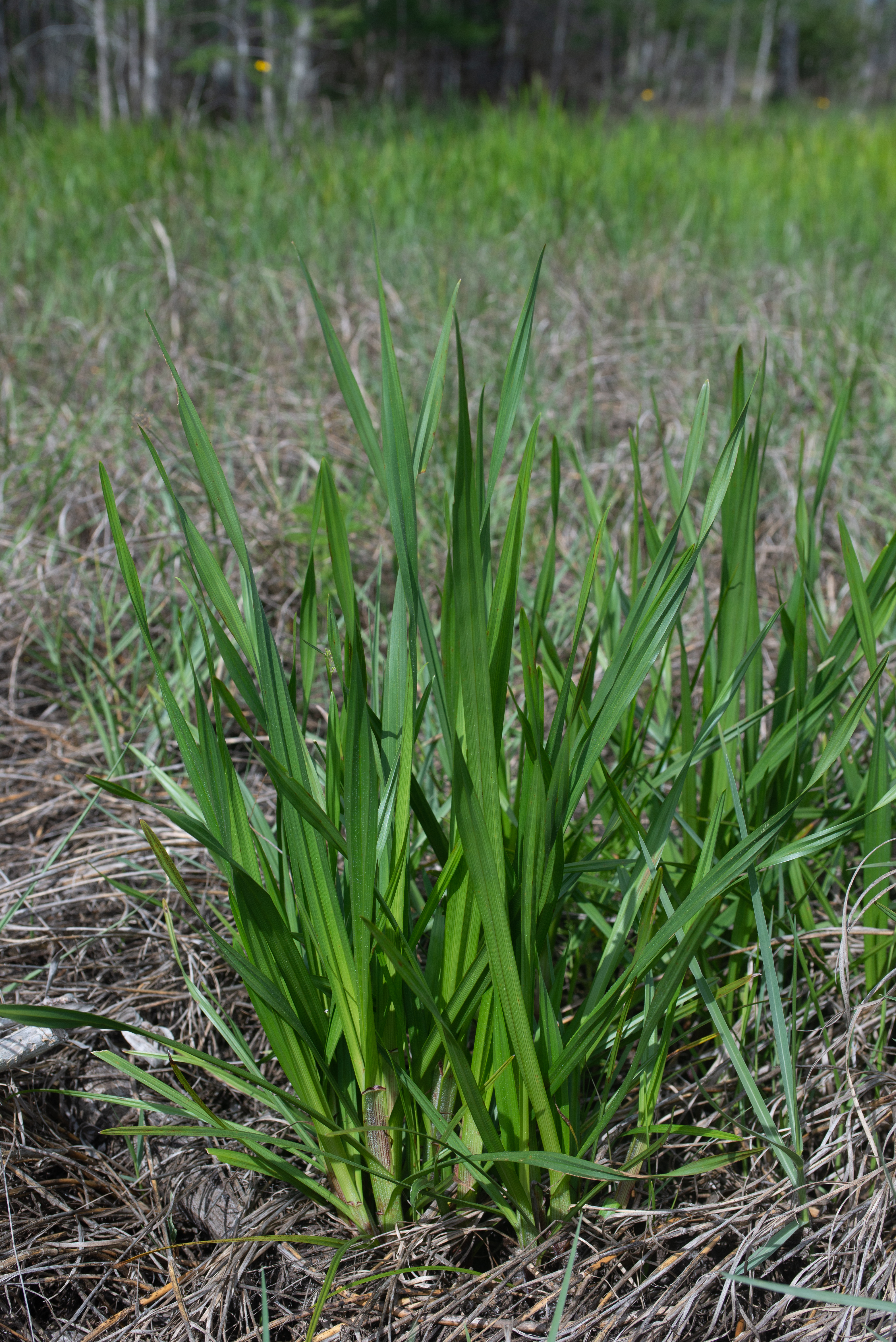 Green living grass clump without flowers in a patch of dead grasses