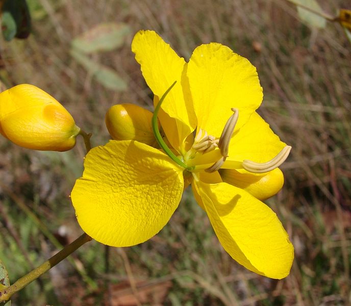 Senna pendula var. glabrata