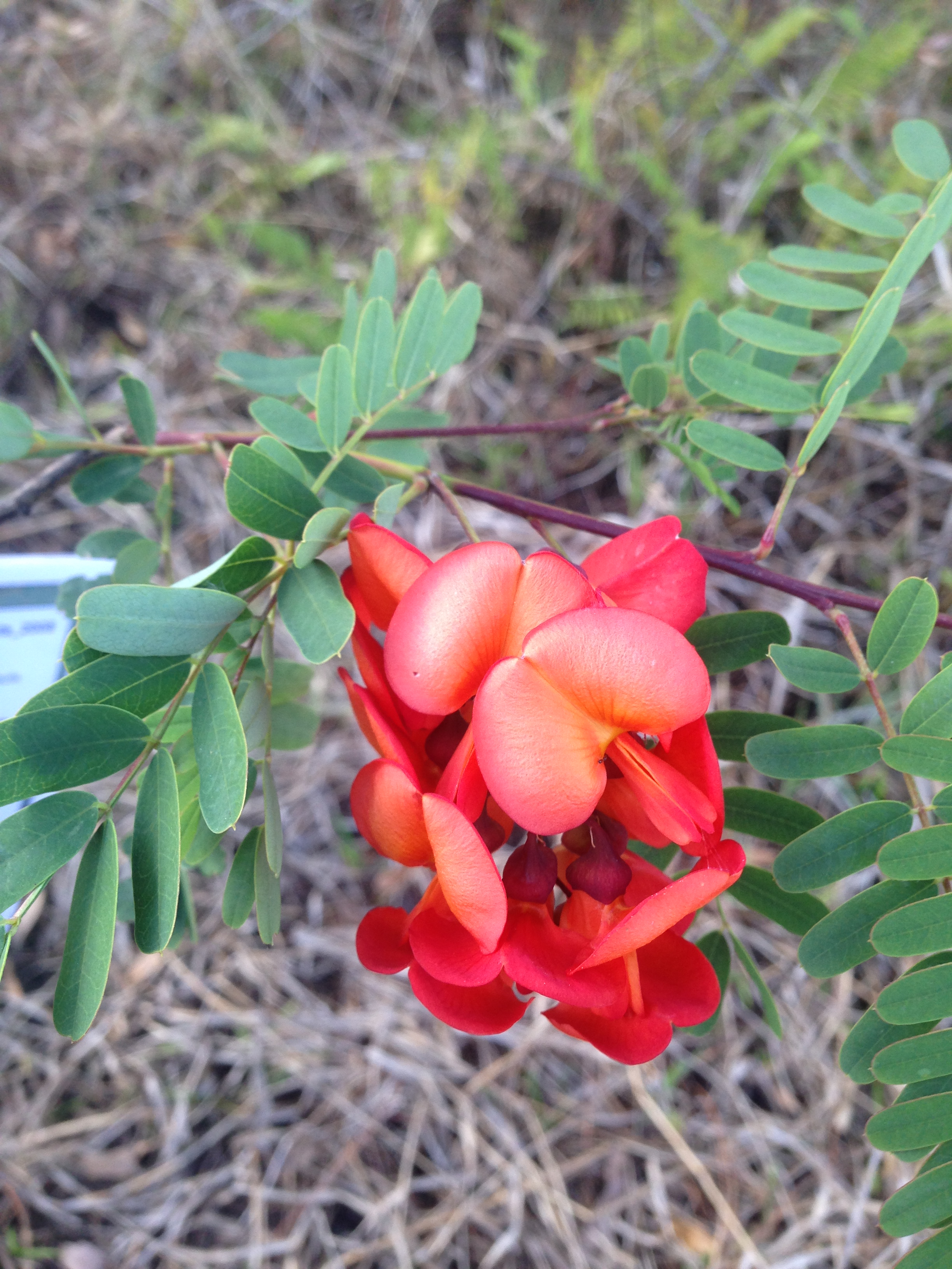 Close up of bright orange flowers