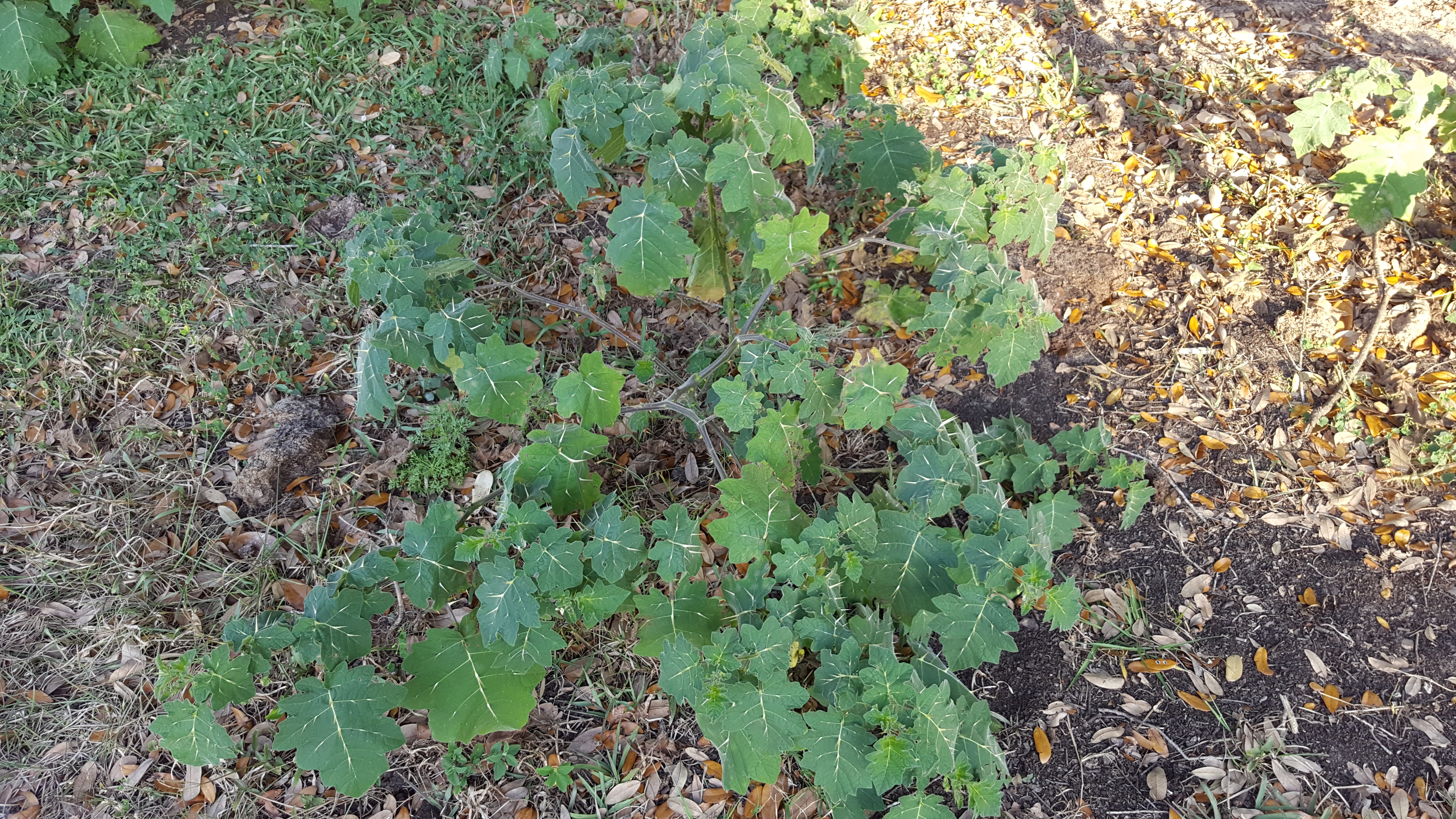 Solanum viarum