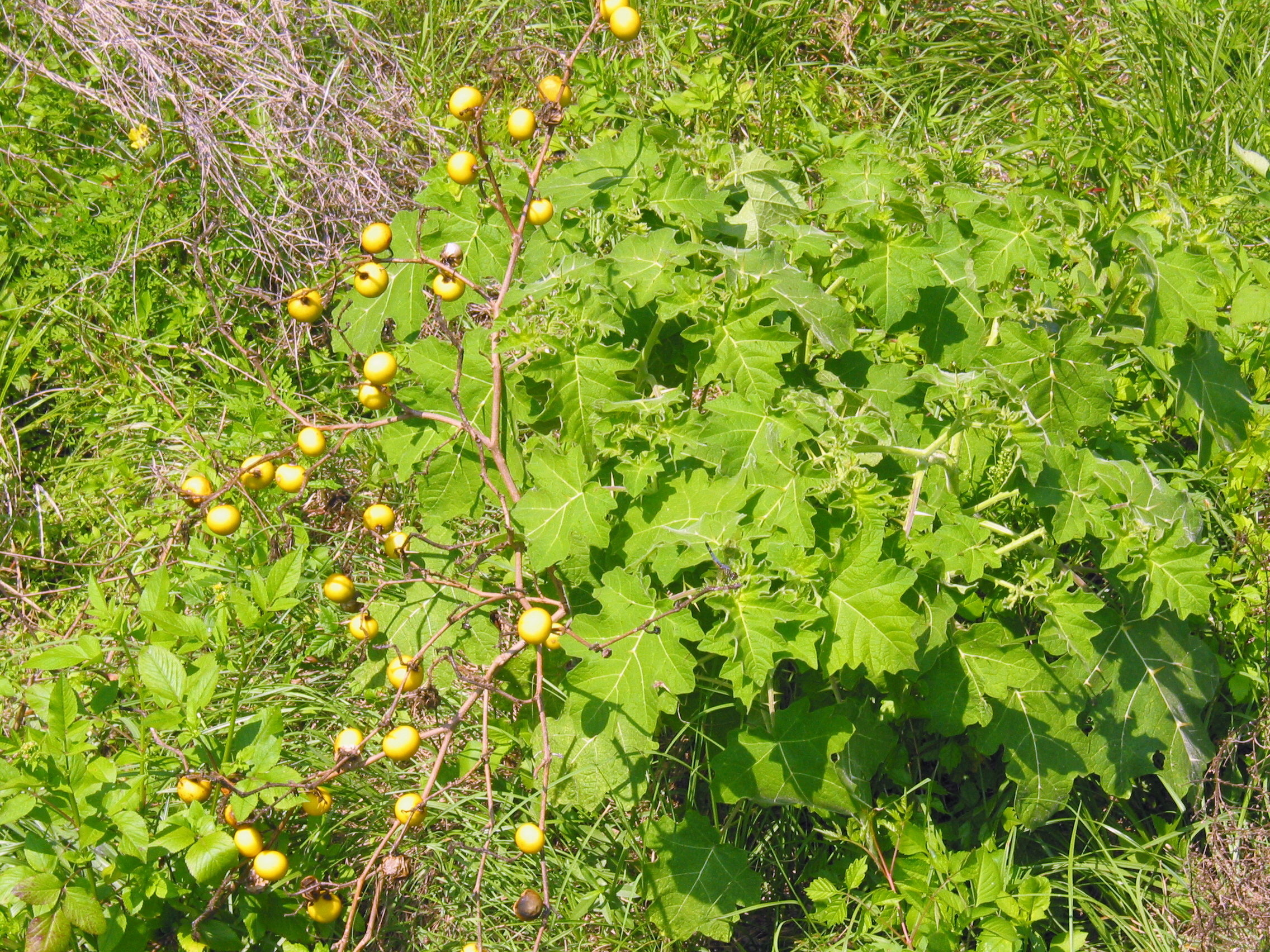 Solanum viarum