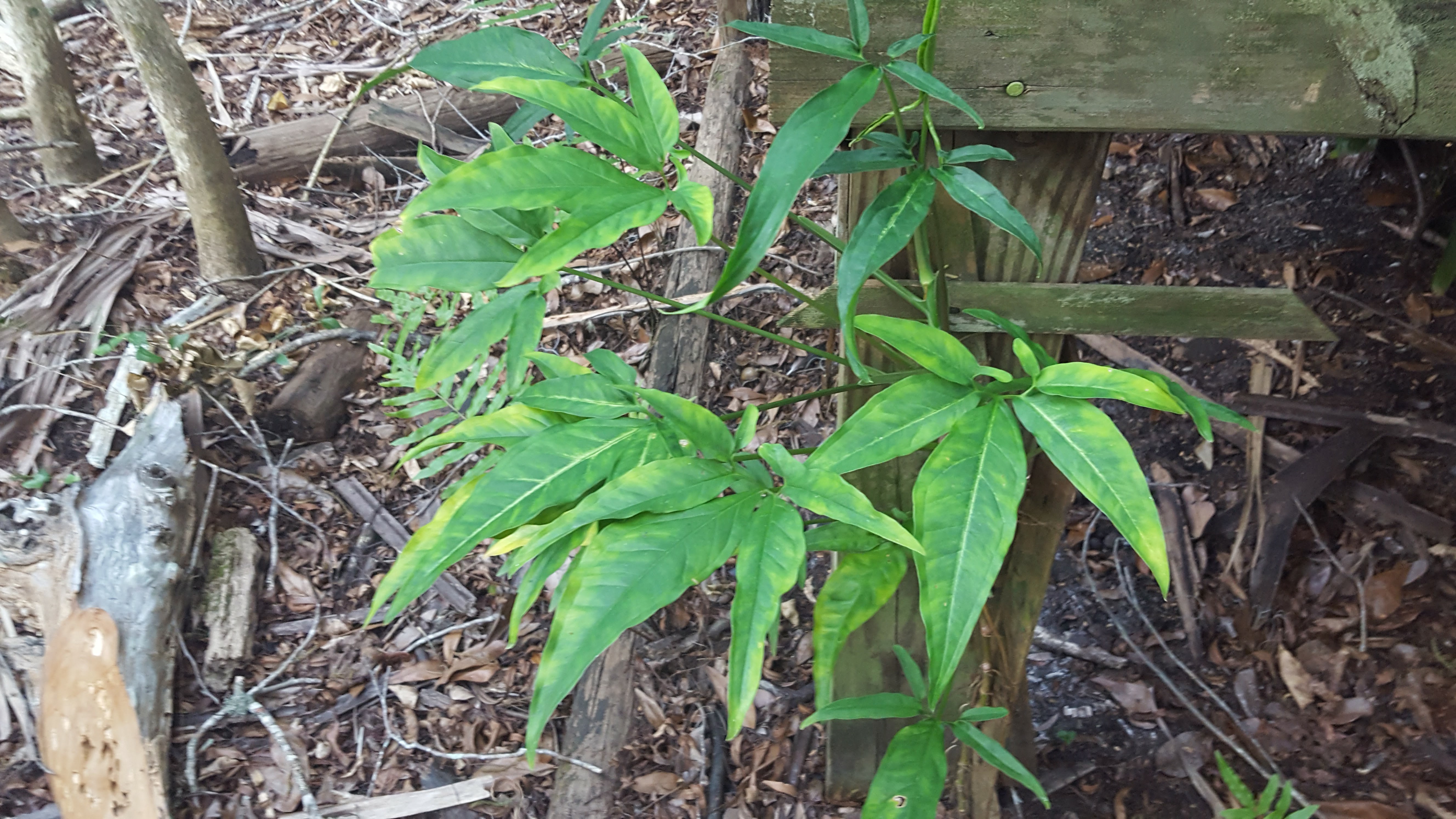 Syngonium podophyllum