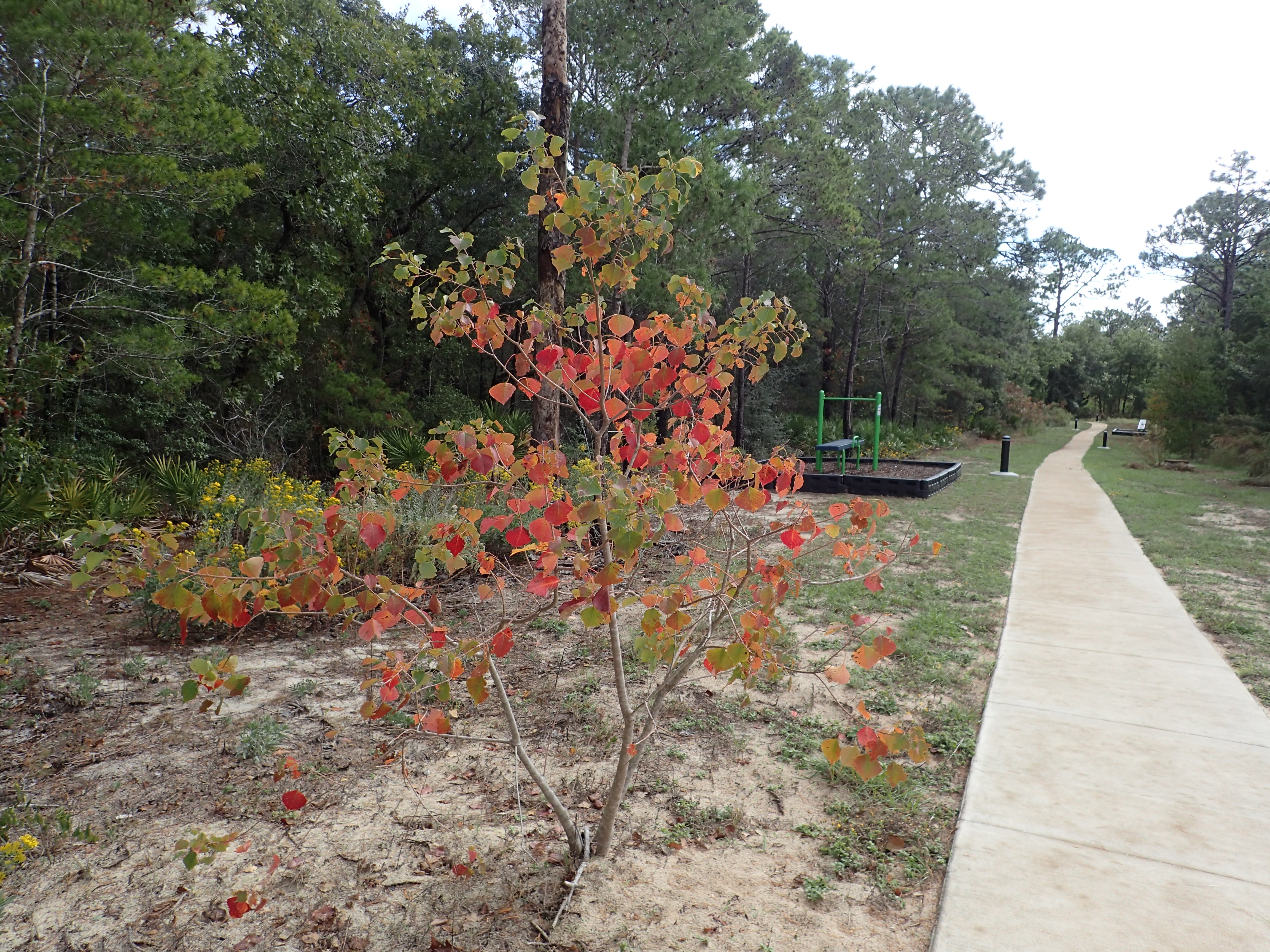 Chinese tallow tree displaying vibrant red leaves