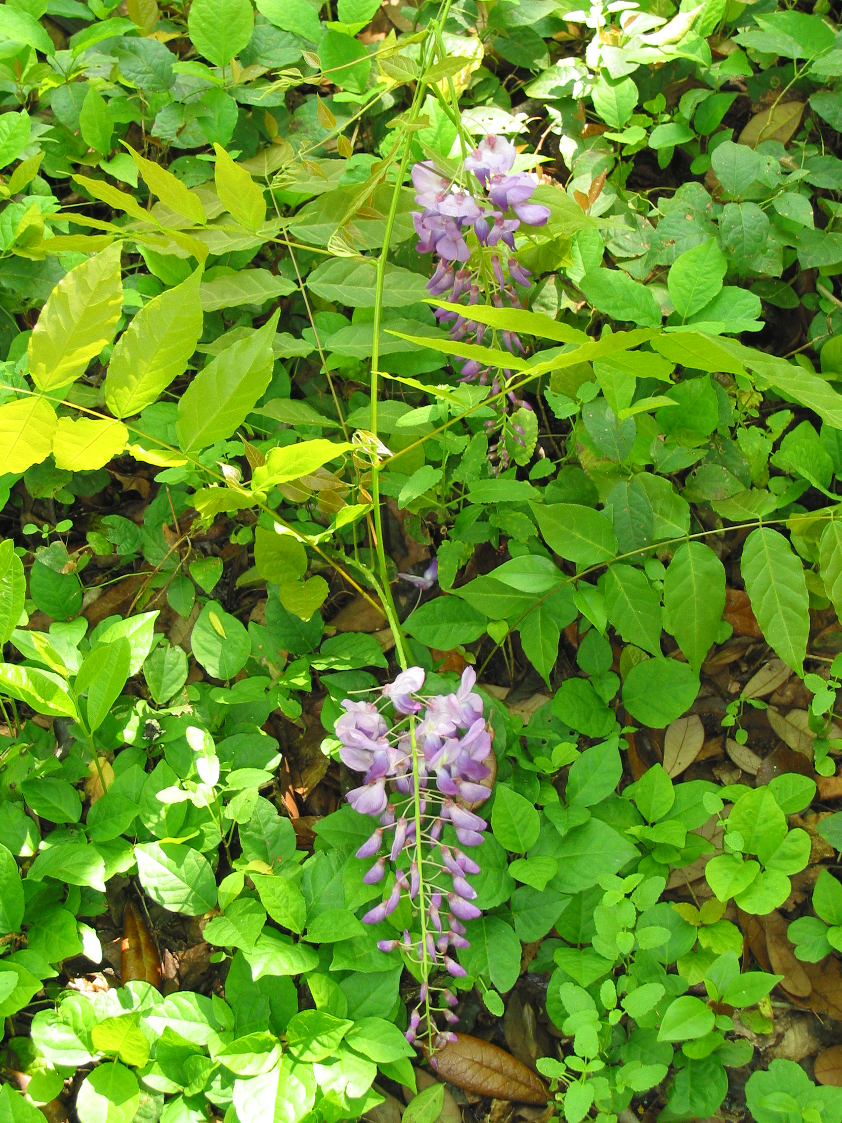 Lavender to purple flowers arranged in a raceme